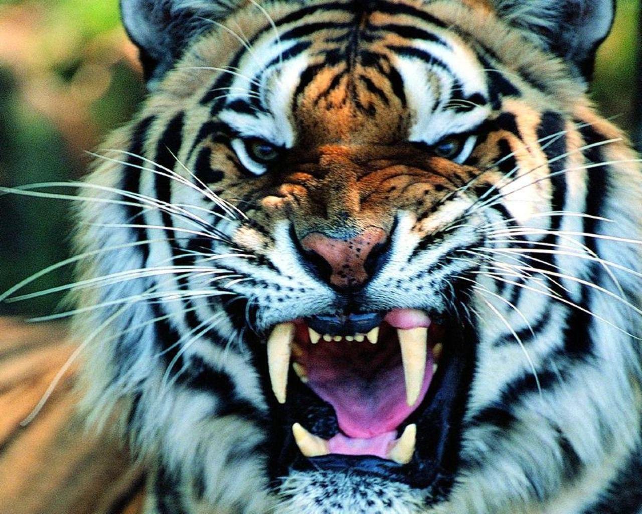 animal, tiger
