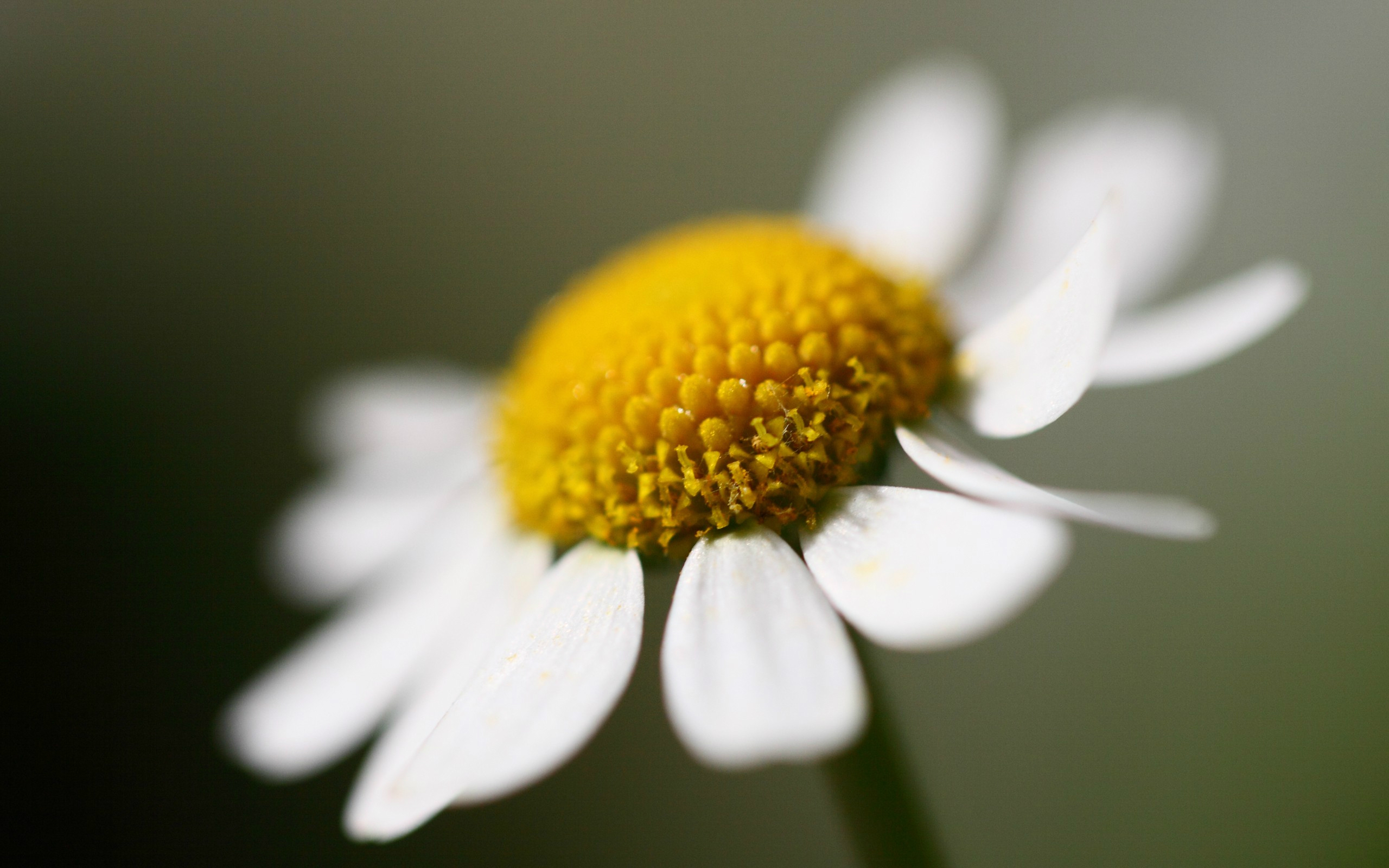 Descarga gratuita de fondo de pantalla para móvil de Flores, Flor, Tierra/naturaleza.