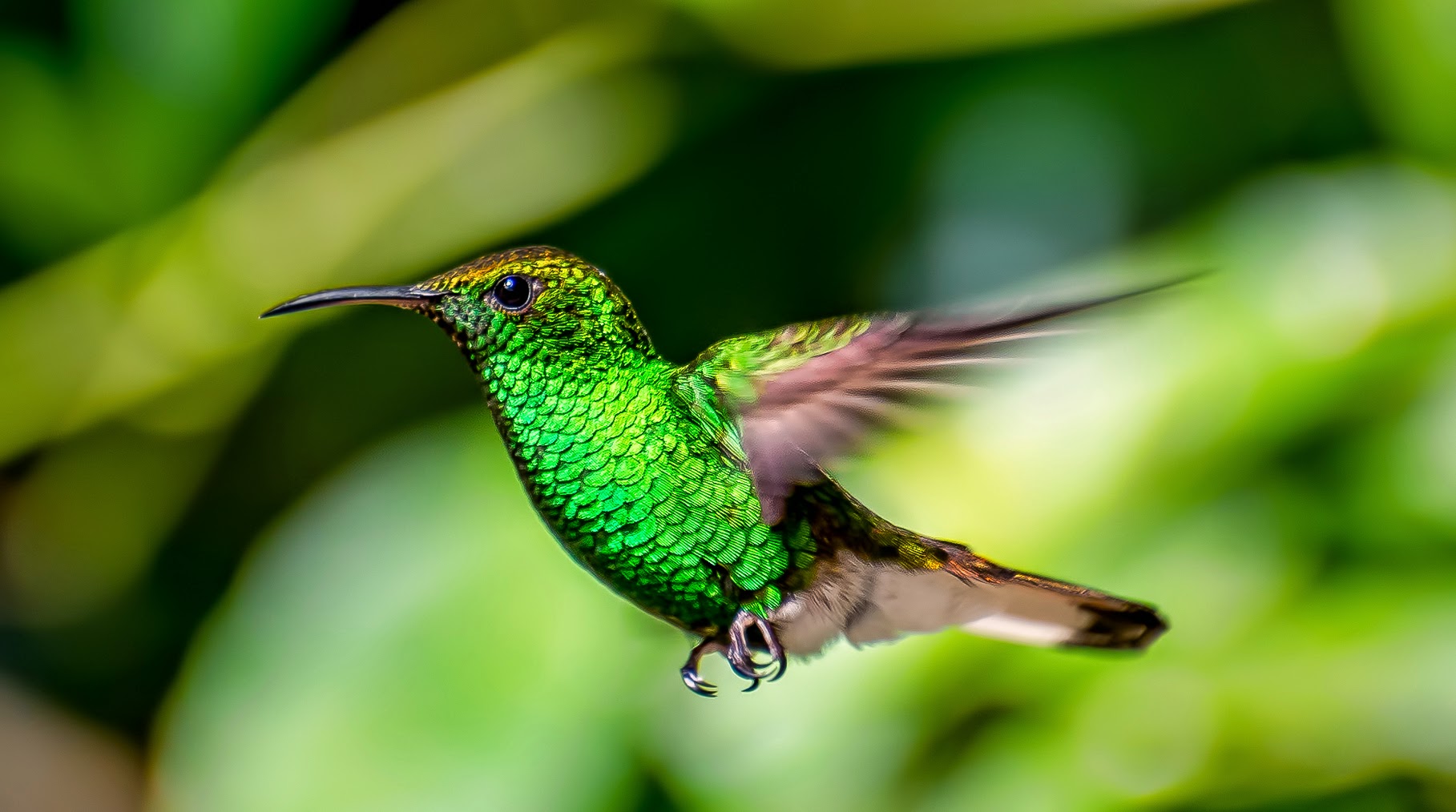 Download mobile wallpaper Birds, Bird, Animal, Hummingbird for free.