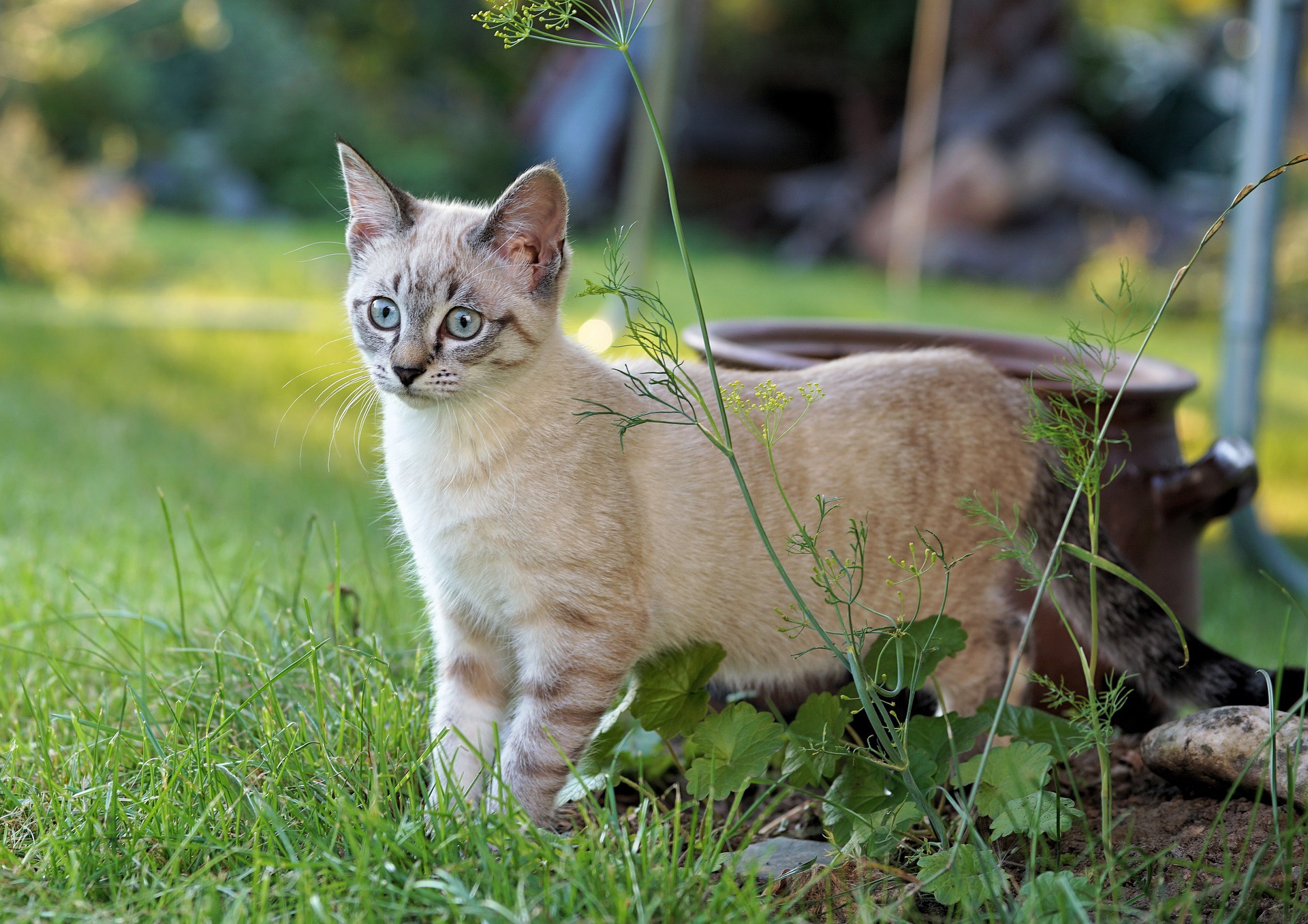 Baixe gratuitamente a imagem Animais, Gatos, Gato na área de trabalho do seu PC