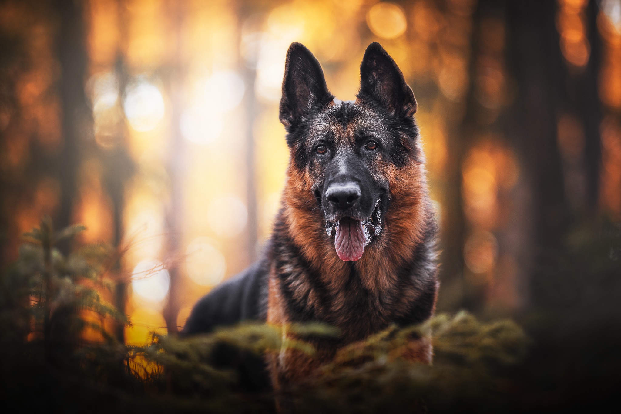 Download mobile wallpaper Dogs, Dog, Animal, Bokeh, German Shepherd, Depth Of Field for free.