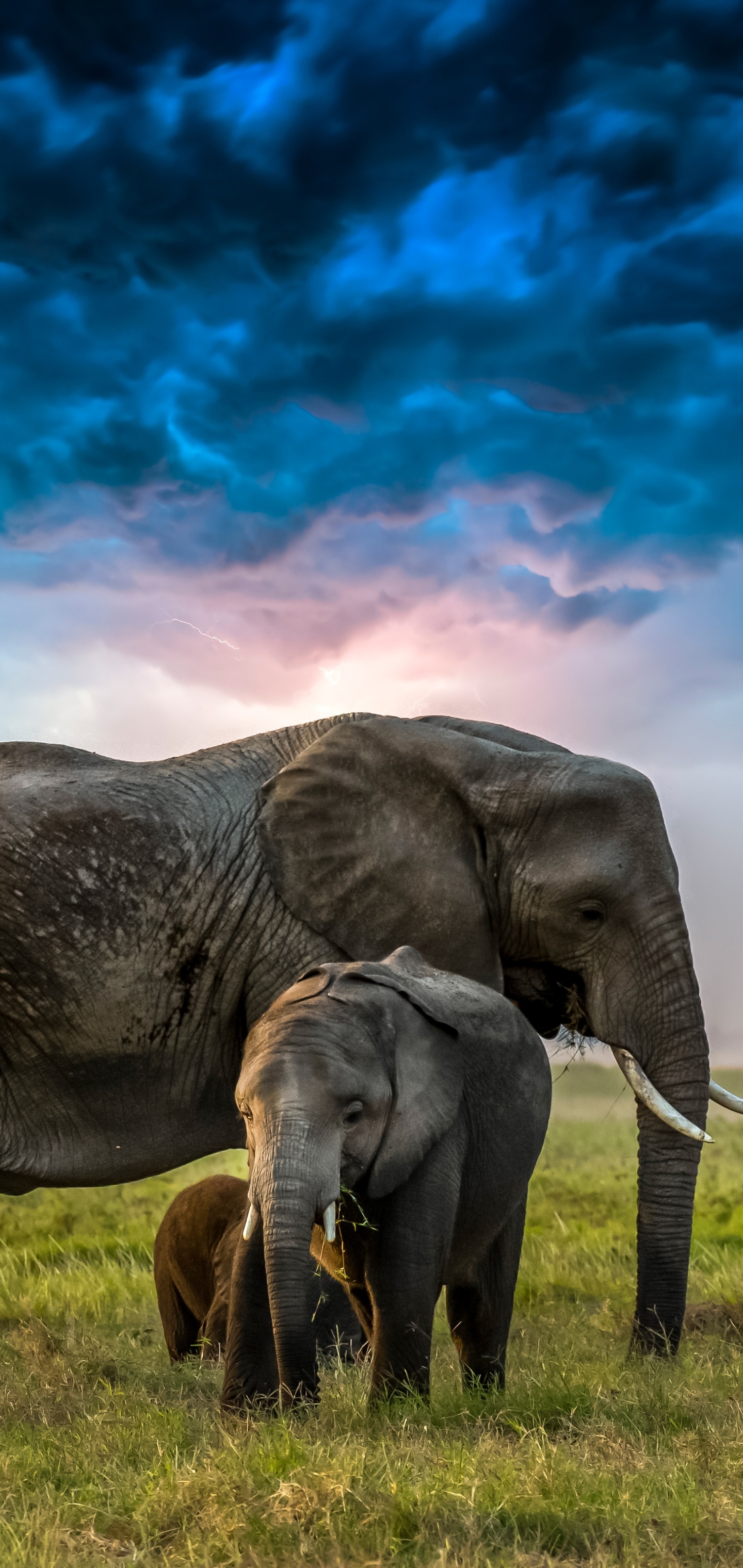 Скачать обои бесплатно Животные, Облака, Слоны, Облако, Слон, Африканский Слон, Детеныш Животного картинка на рабочий стол ПК