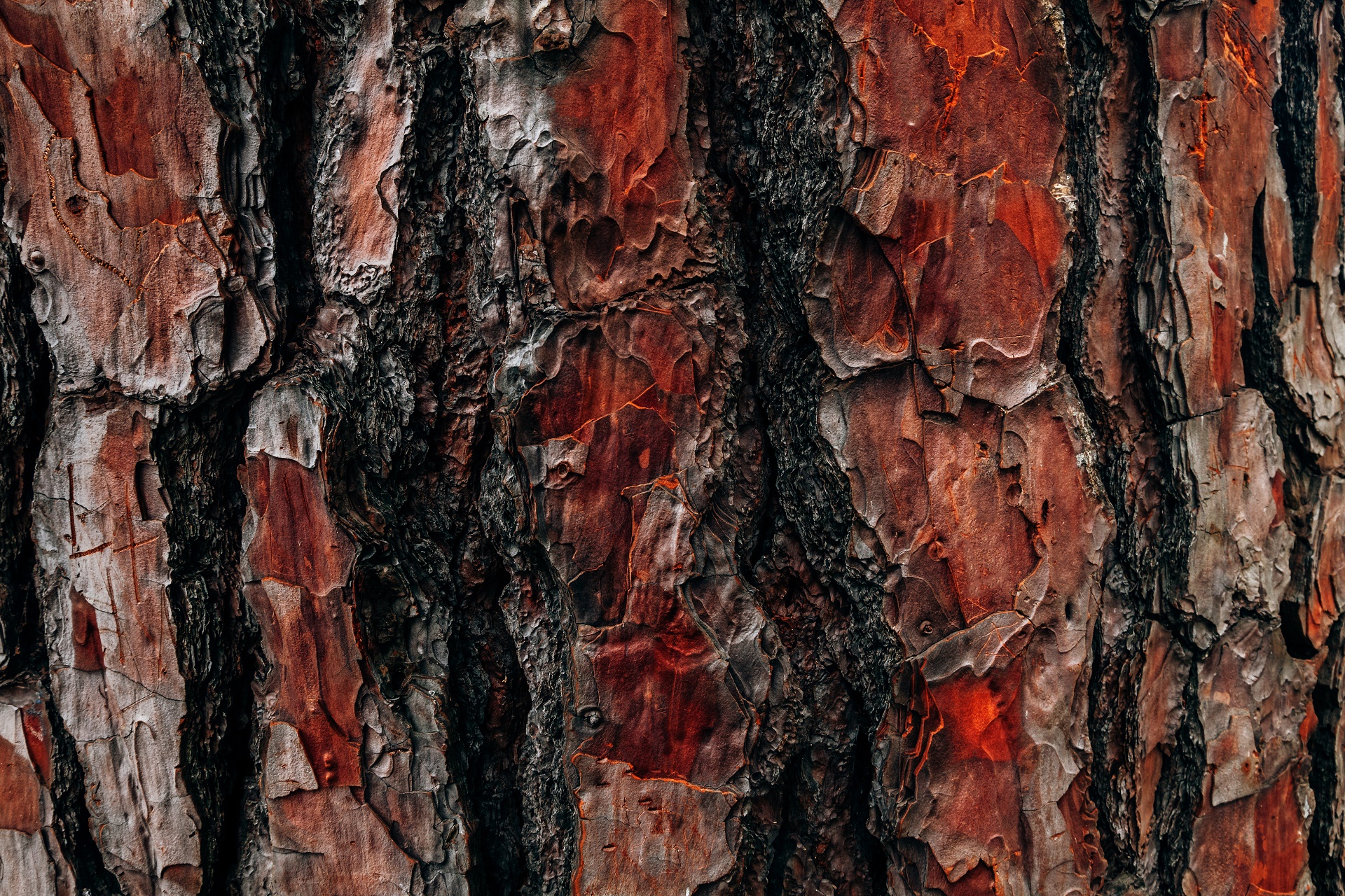 earth, bark, close up, tree