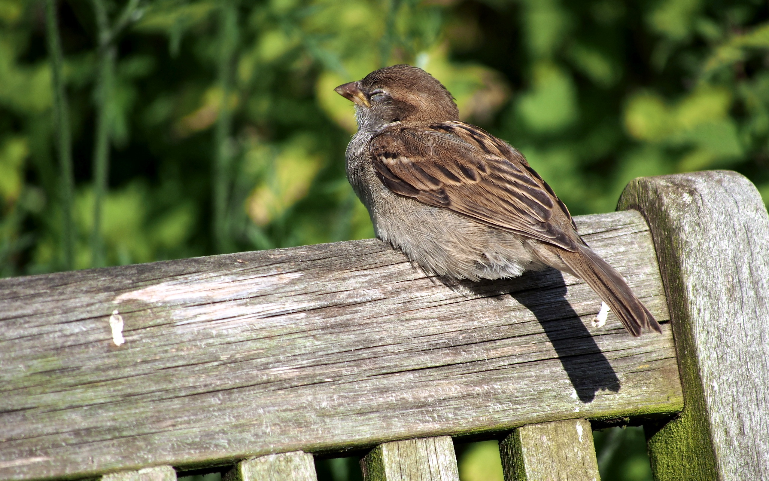 Free download wallpaper Birds, Bird, Animal on your PC desktop