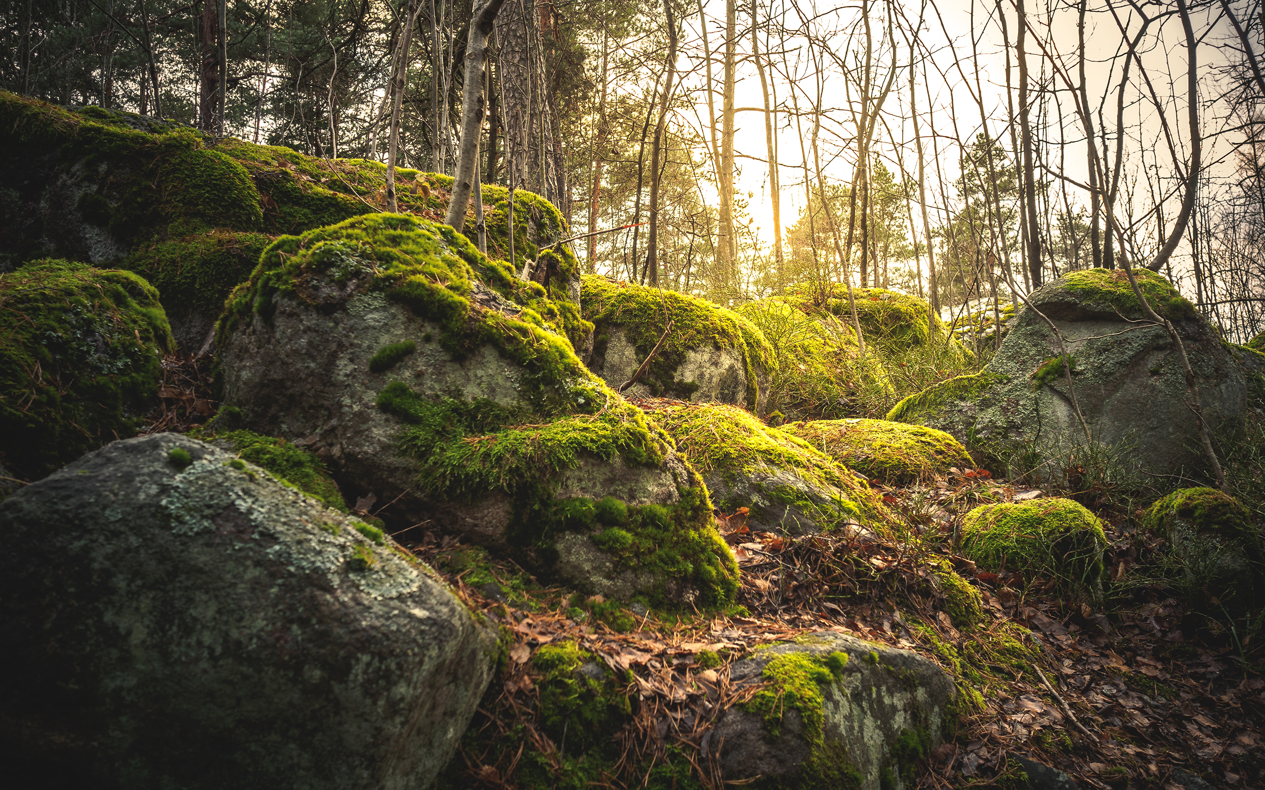 Free download wallpaper Nature, Forest, Earth, Moss on your PC desktop