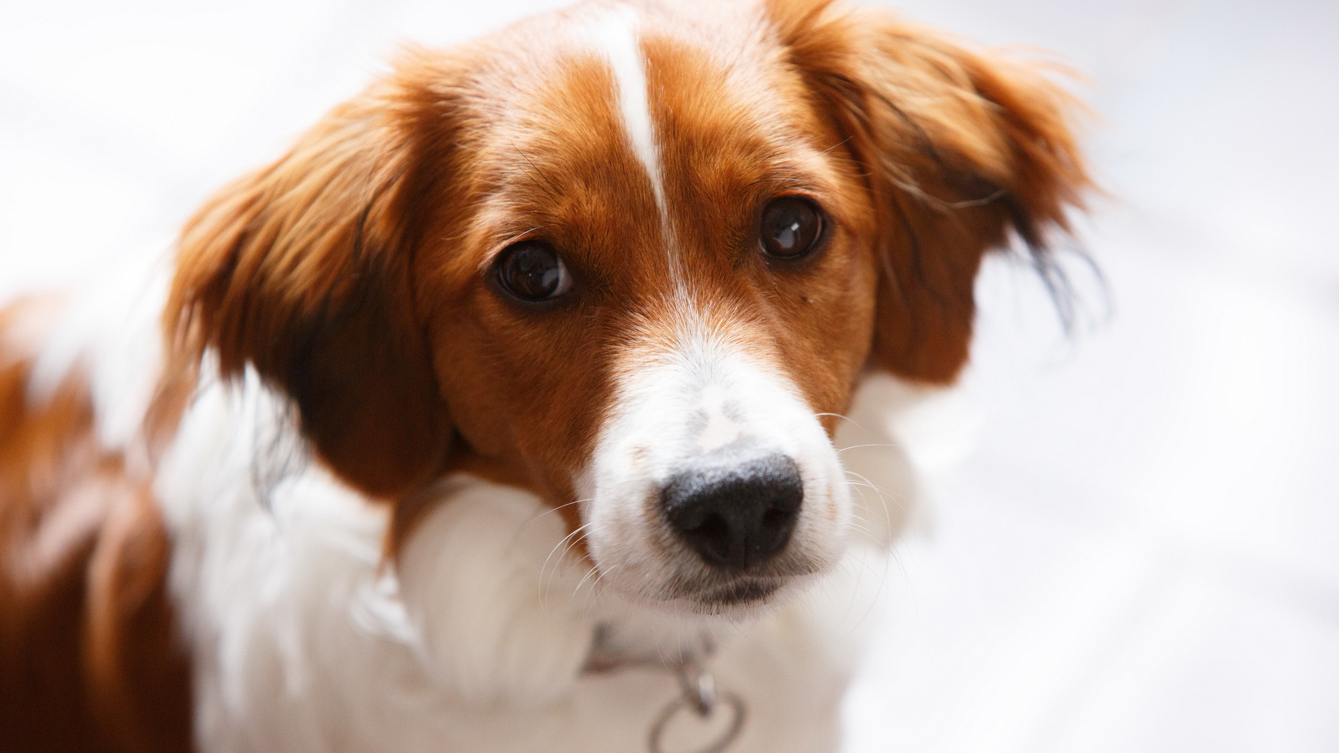 無料モバイル壁紙動物, 犬をダウンロードします。