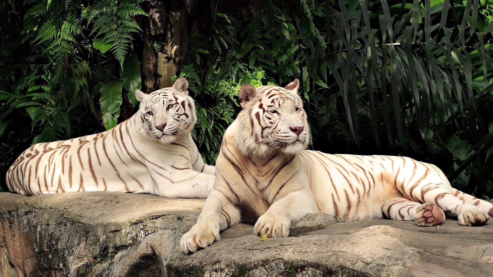 119351 Bild herunterladen tiere, bäume, tigers, sich hinlegen, liegen, albino, raubtiere - Hintergrundbilder und Bildschirmschoner kostenlos