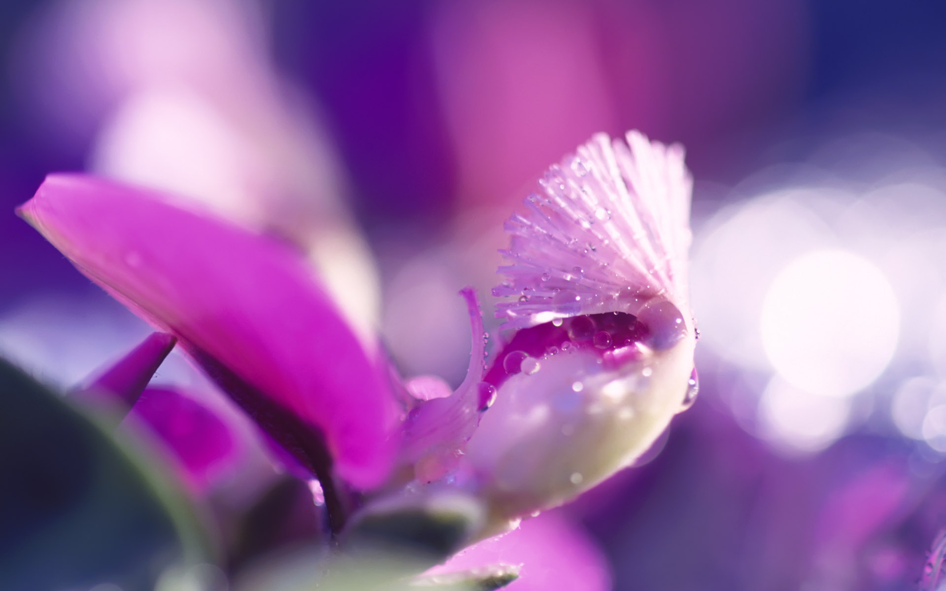 Laden Sie das Blumen, Blume, Erde/natur-Bild kostenlos auf Ihren PC-Desktop herunter