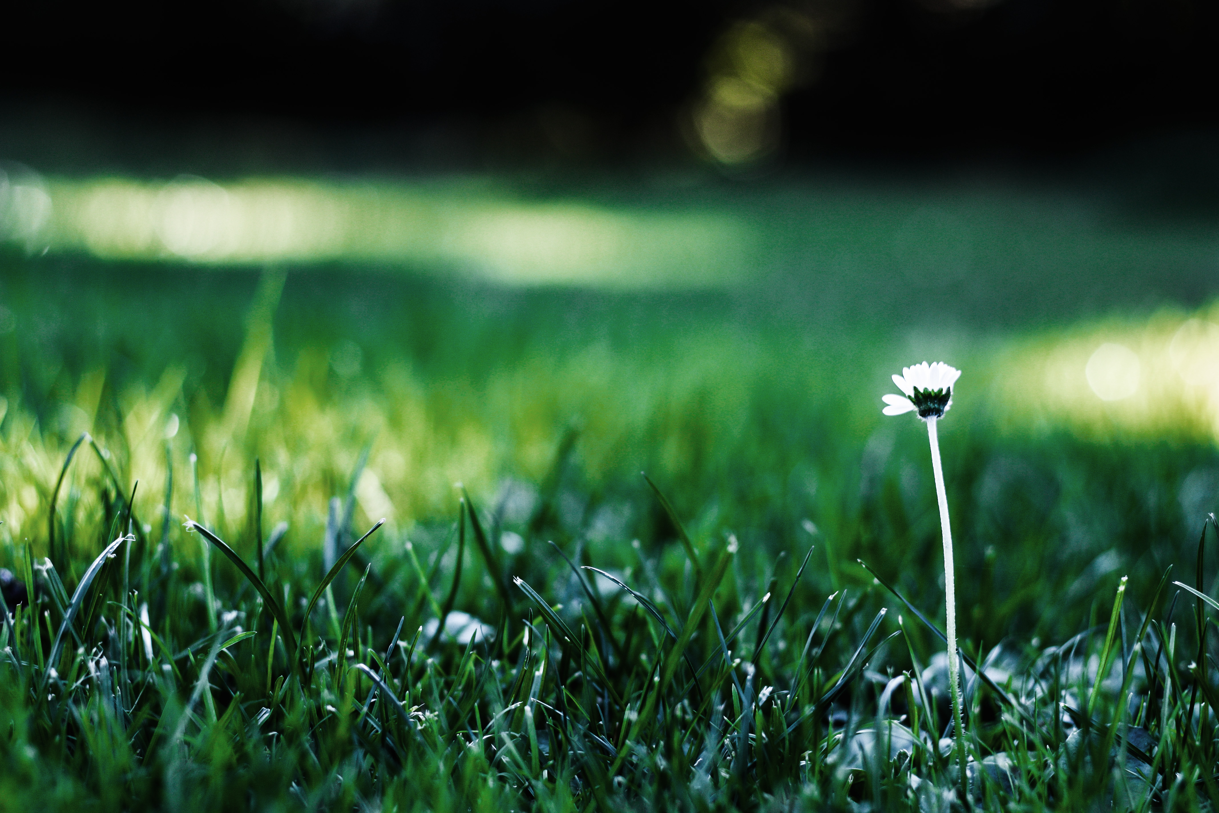 Handy-Wallpaper Blumen, Blume, Erde/natur kostenlos herunterladen.