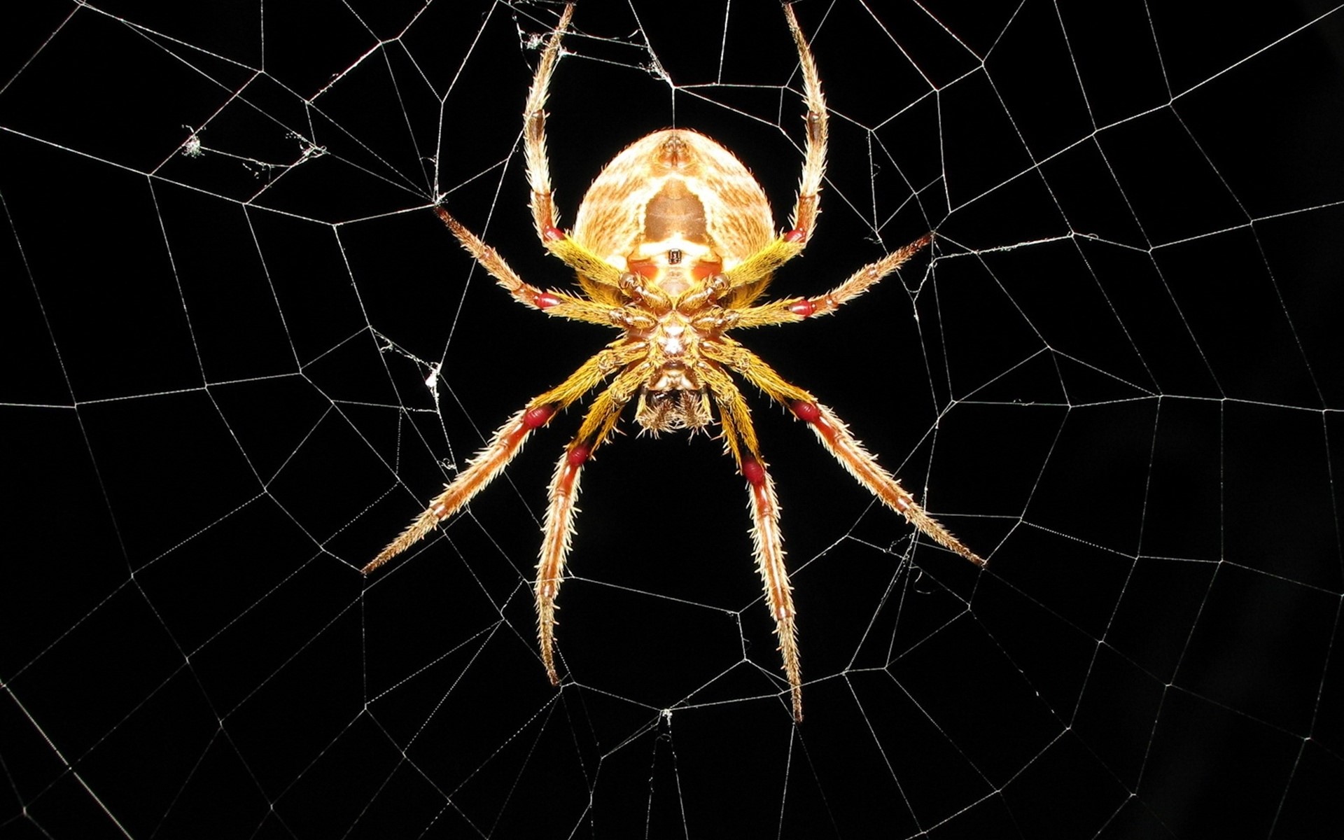 Handy-Wallpaper Tiere, Spinne, Spinnennetz, Spinnen kostenlos herunterladen.