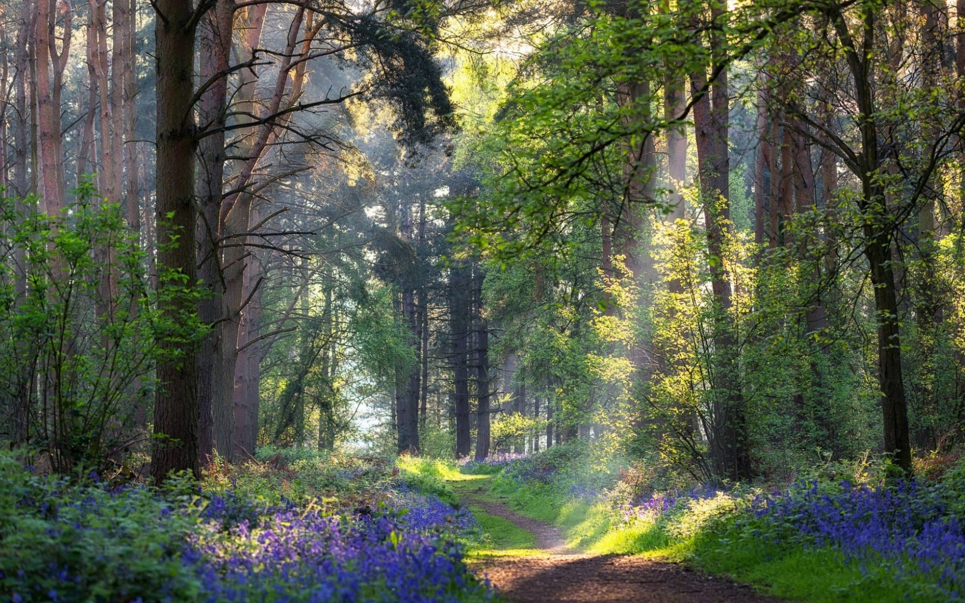 Download mobile wallpaper Summer, Forest, Earth, Path for free.