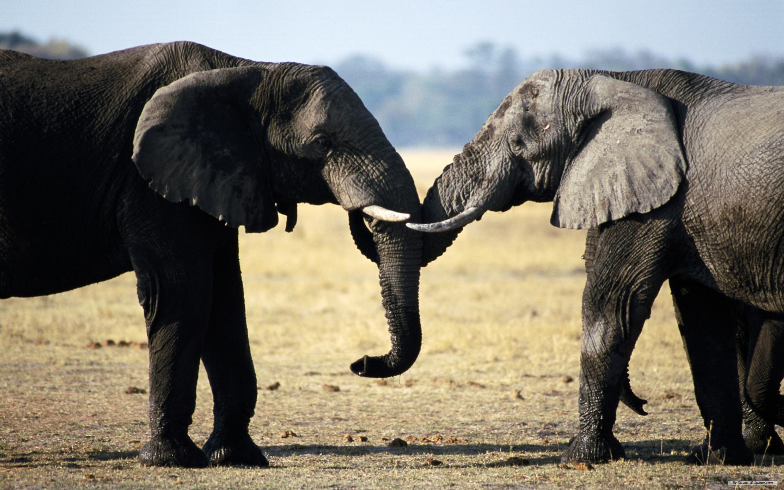 175358 descargar imagen animales, elefante africano de sabana, elefantes: fondos de pantalla y protectores de pantalla gratis