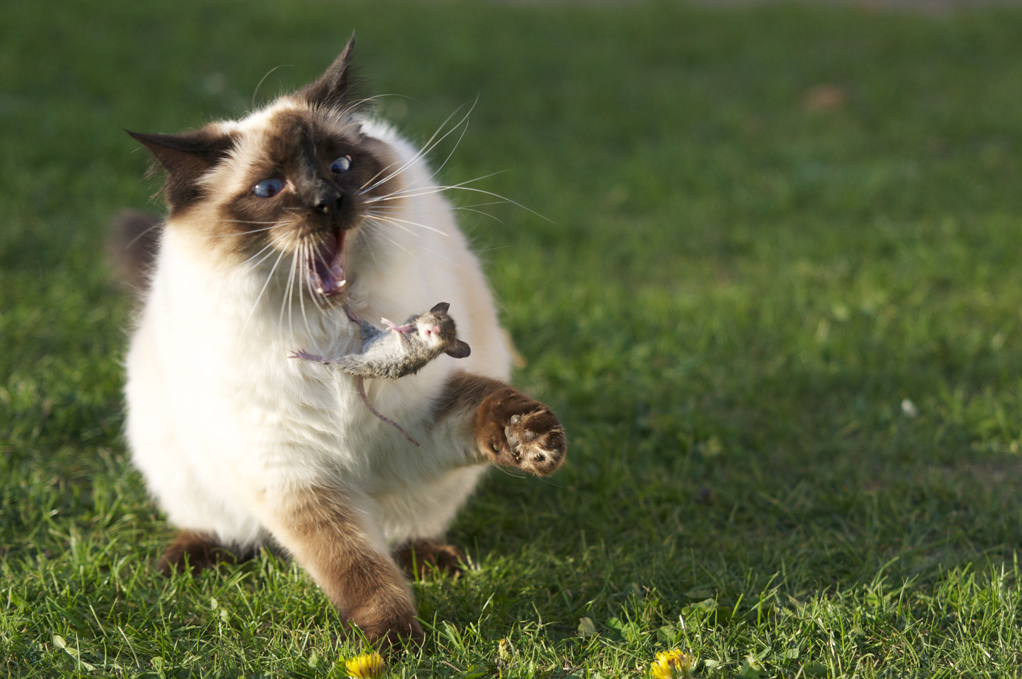 Baixar papel de parede para celular de Animais, Gatos, Gato gratuito.