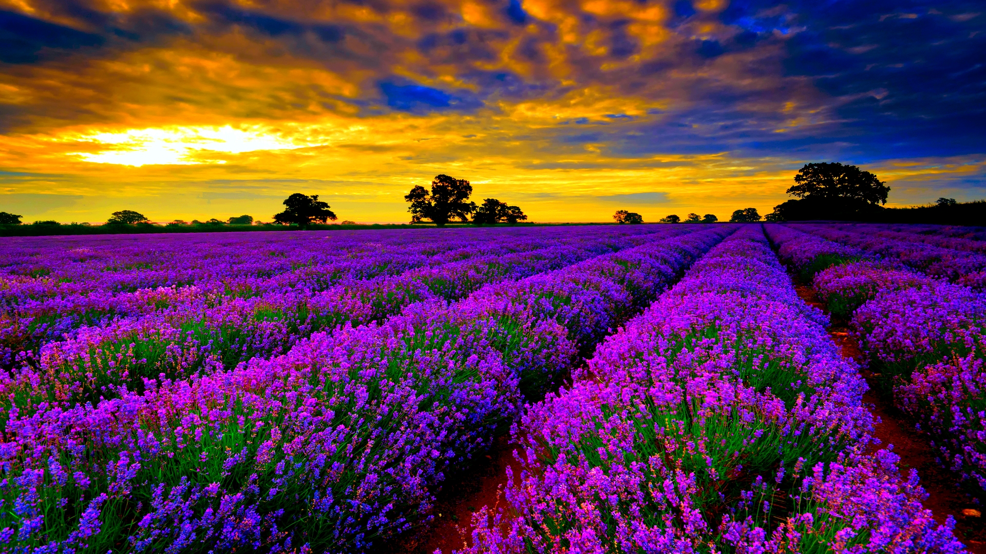 Laden Sie das Landschaft, Blume, Bunt, Sonnenuntergang, Erde/natur-Bild kostenlos auf Ihren PC-Desktop herunter