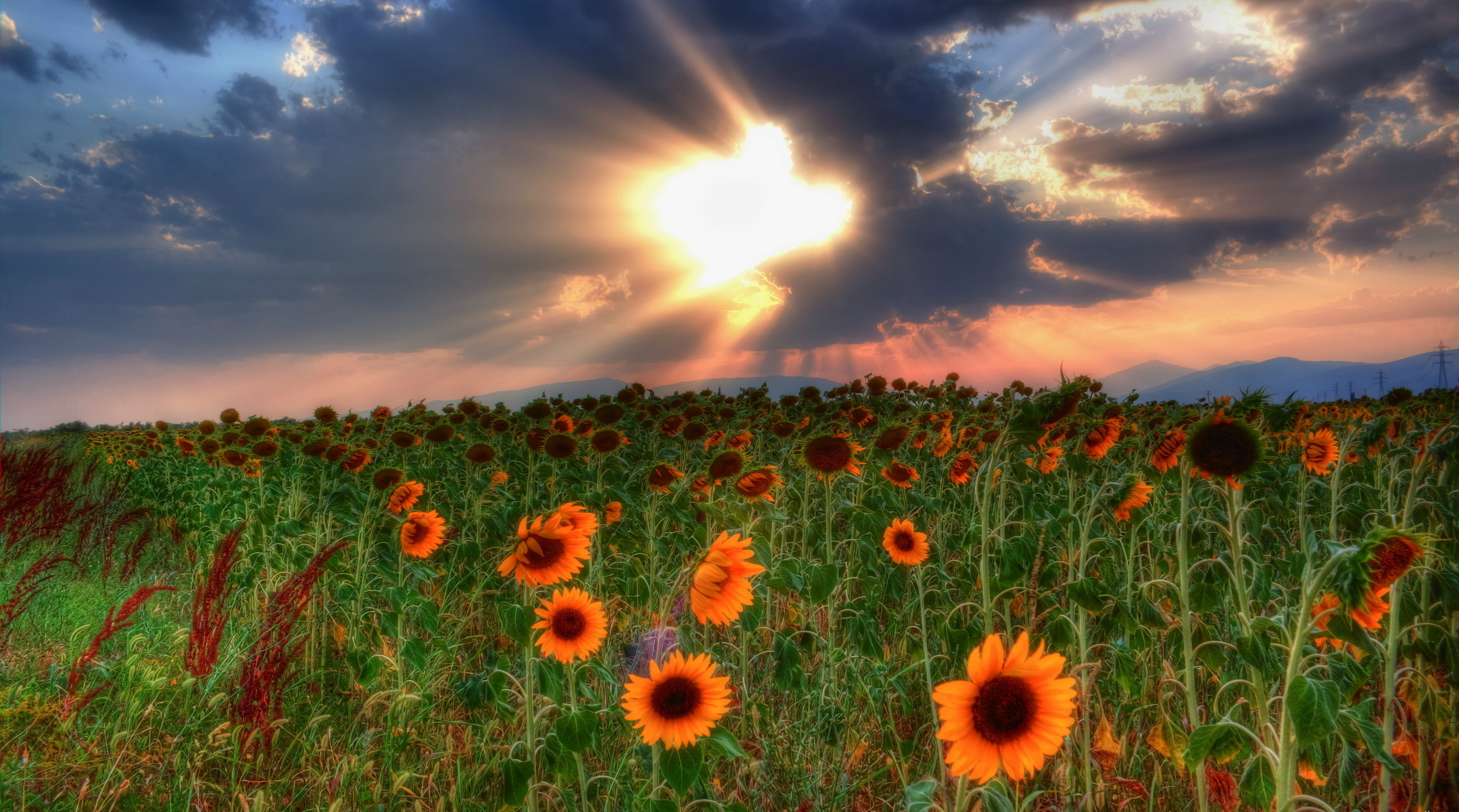 Download mobile wallpaper Sunflower, Hdr, Photography, Flower for free.