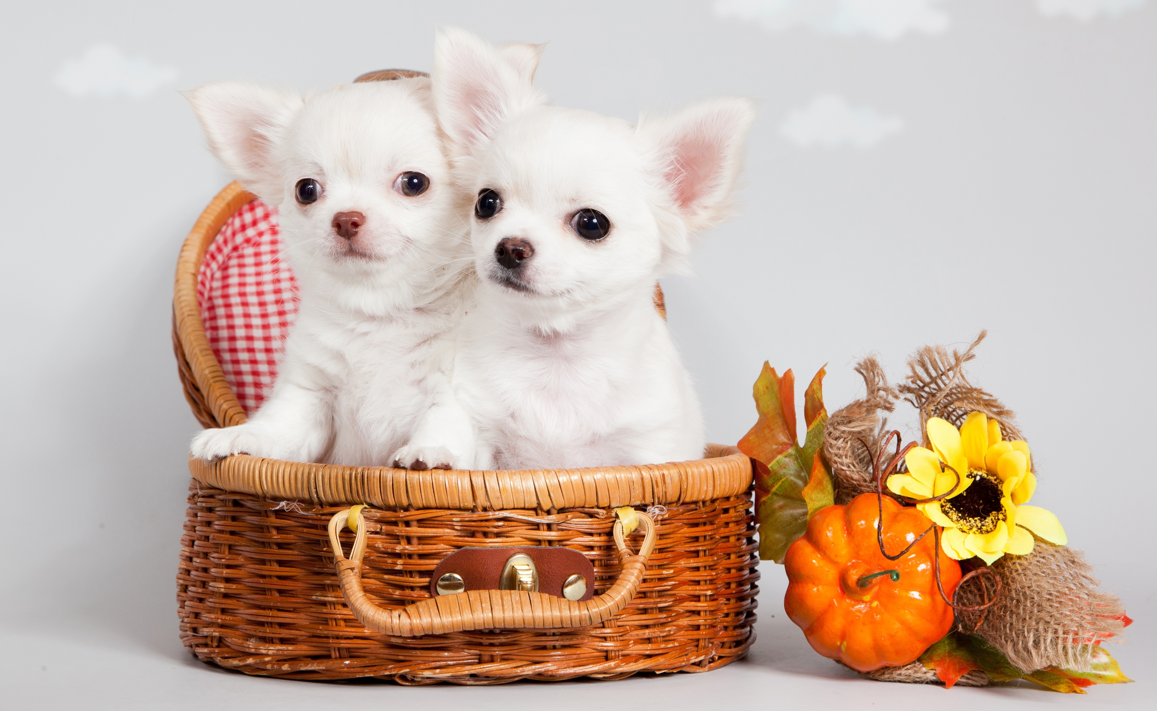 Free download wallpaper Dogs, Animal, Puppy on your PC desktop