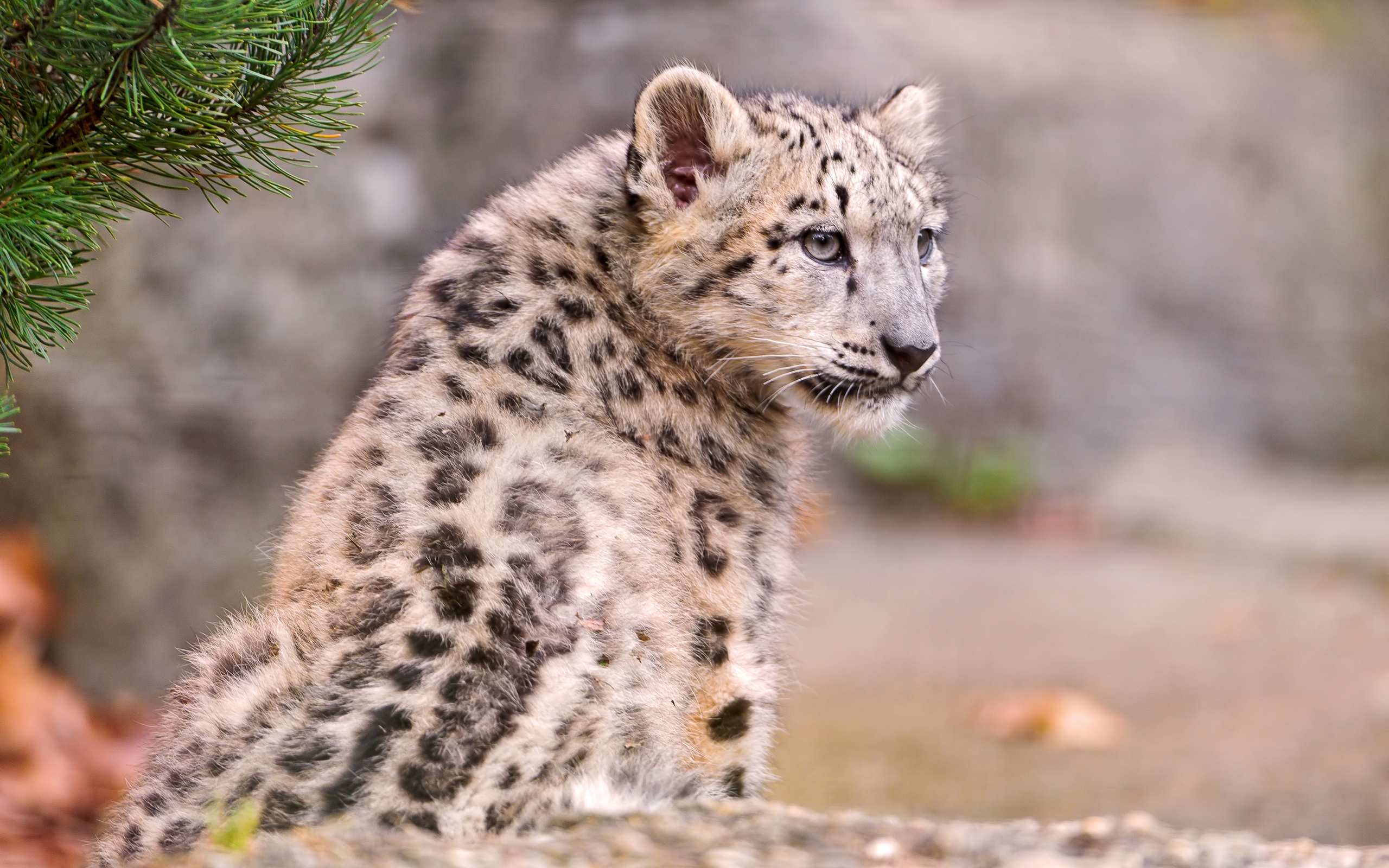 Téléchargez gratuitement l'image Animaux, Chats, Léopard Des Neiges sur le bureau de votre PC