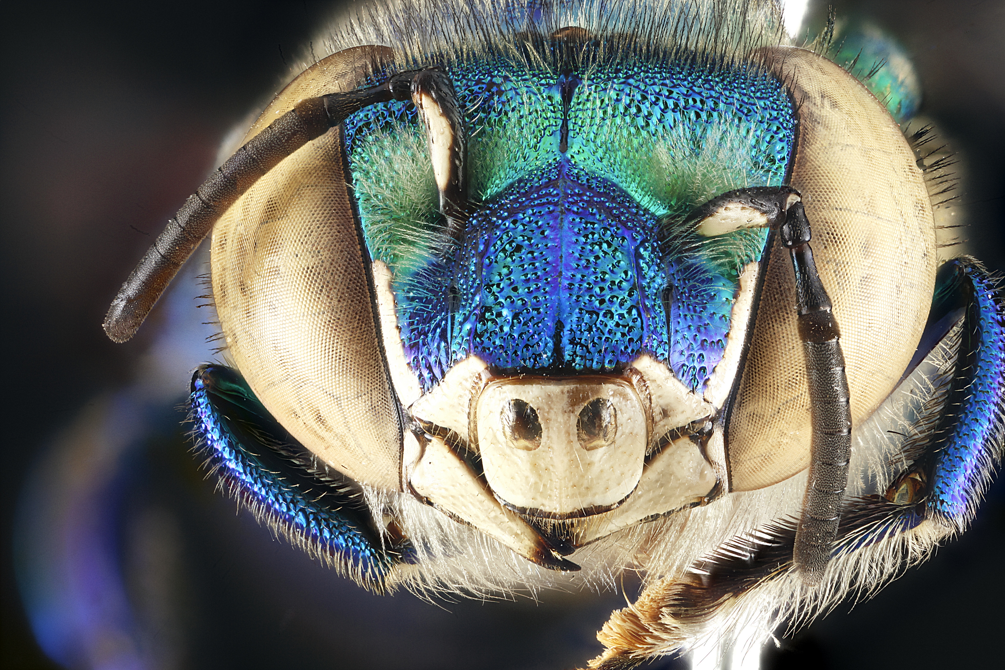 Téléchargez gratuitement l'image Animaux, Insecte sur le bureau de votre PC