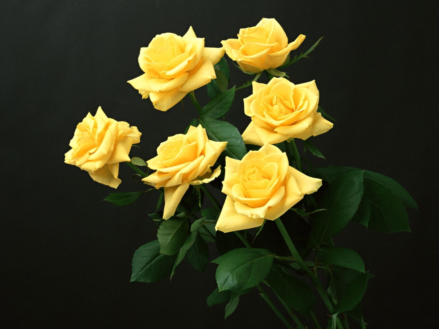 30764 скачать обои розы, цветы, растения, черные - заставки и картинки бесплатно