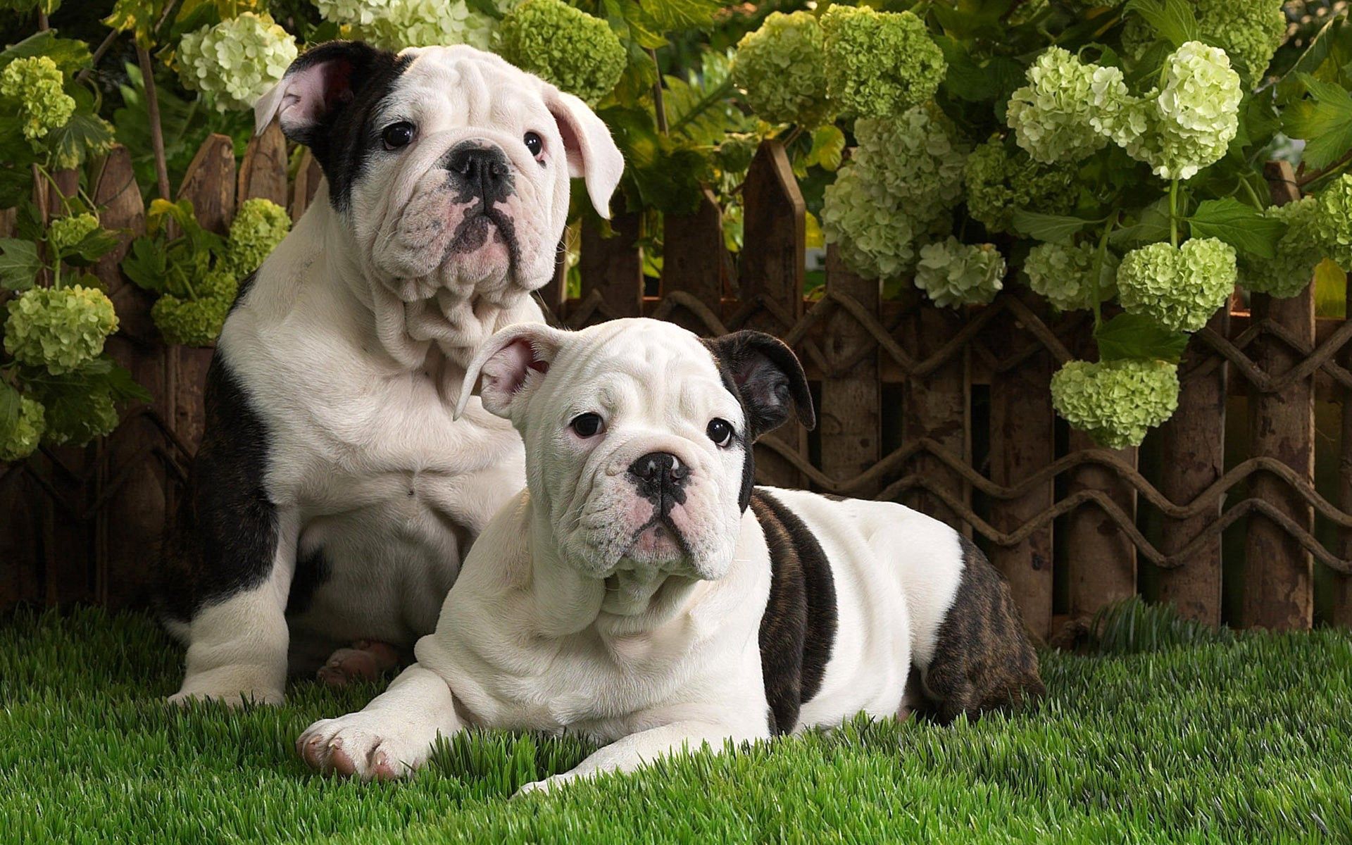 Lock Screen PC Wallpaper animals, dogs, grass, black, white, couple, pair, to lie down, lie, spotted, spotty, bulldog