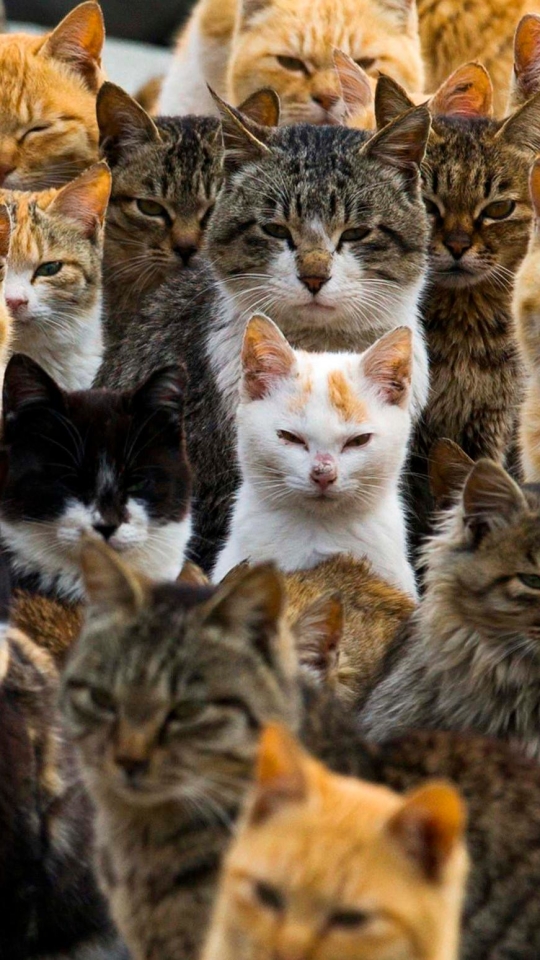 Скачати мобільні шпалери Кішка, Тварина, Японія, Коти, Аосіма безкоштовно.