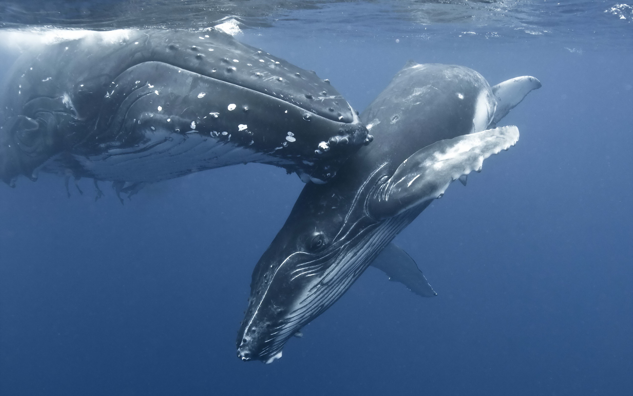 whale, animal, humpback whale