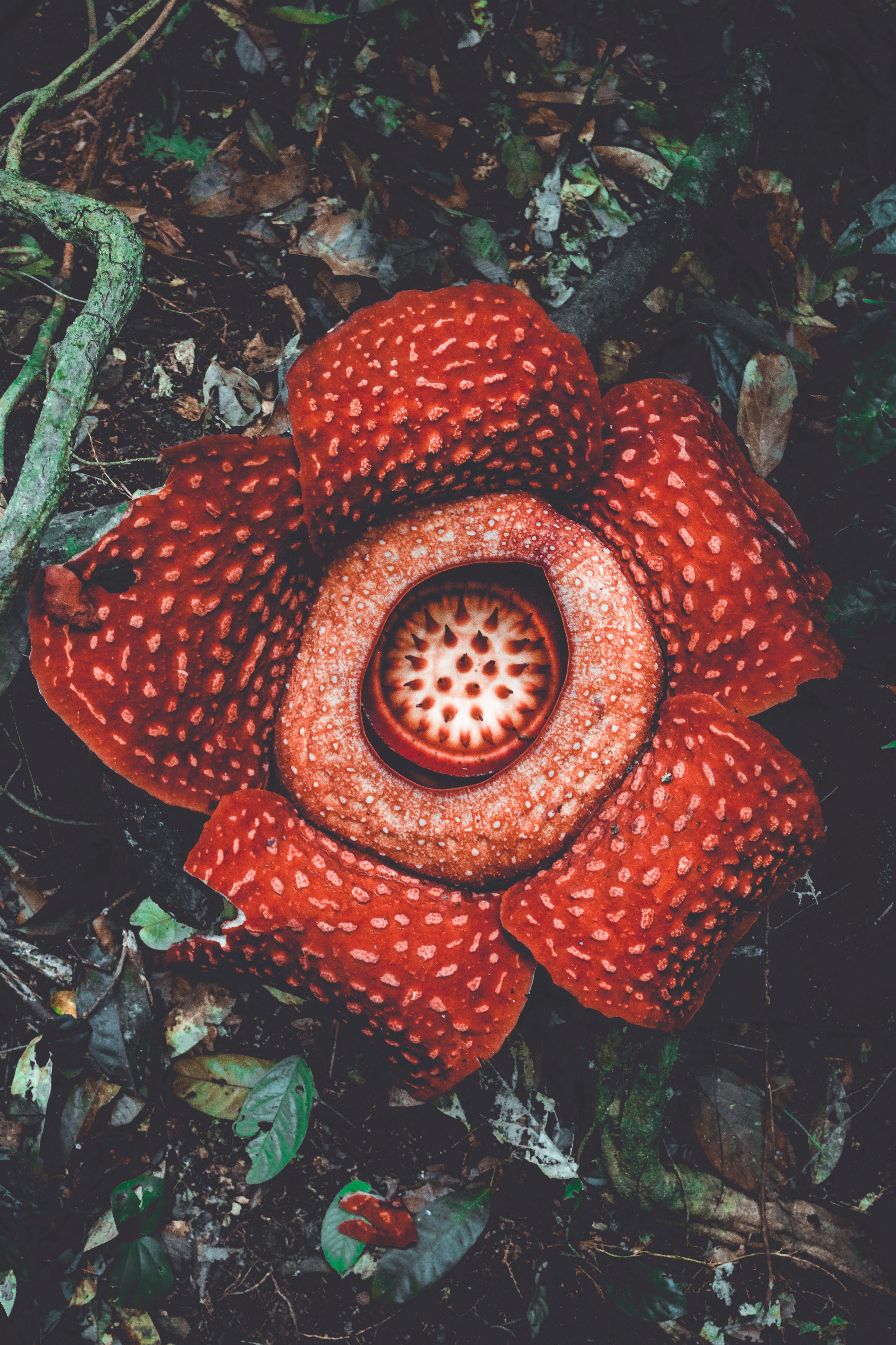 flowers, flower, spotted, spotty, exotic, rafflesia, flower monster