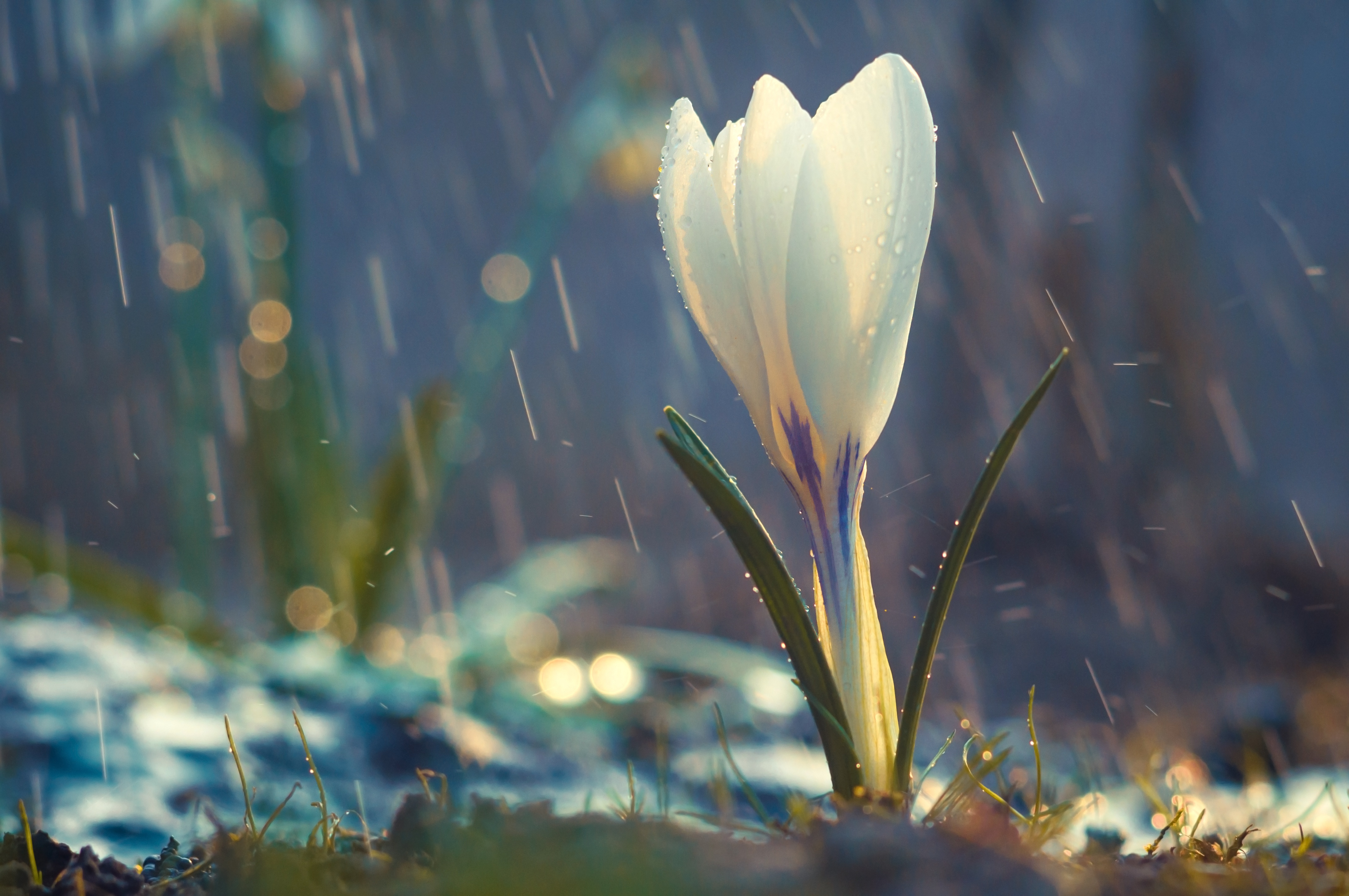 PCデスクトップに自然, フラワーズ, 雨, 花, 大きい, 地球, クロッカス画像を無料でダウンロード