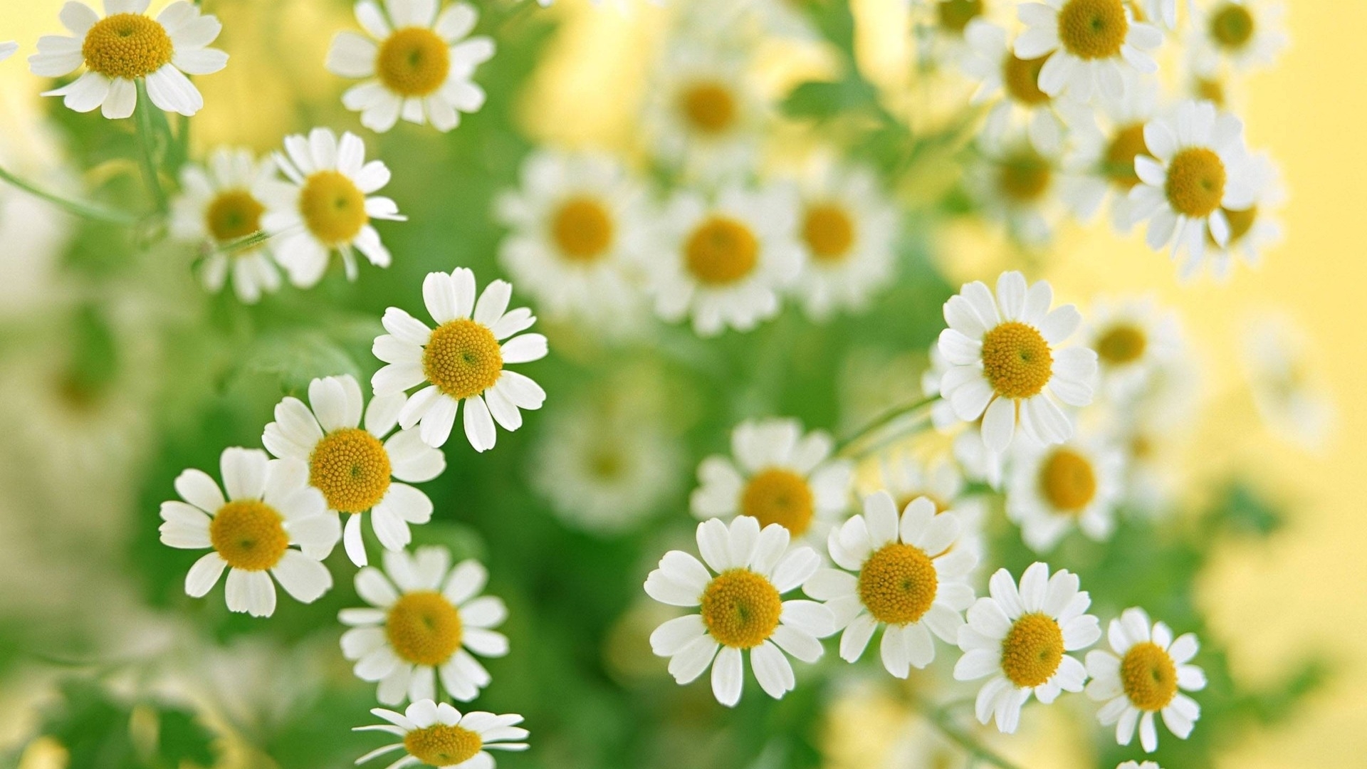 Free download wallpaper Plants, Flowers, Camomile on your PC desktop