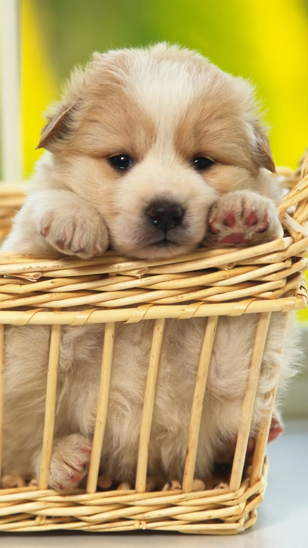 Download mobile wallpaper Dogs, Dog, Animal, Puppy for free.
