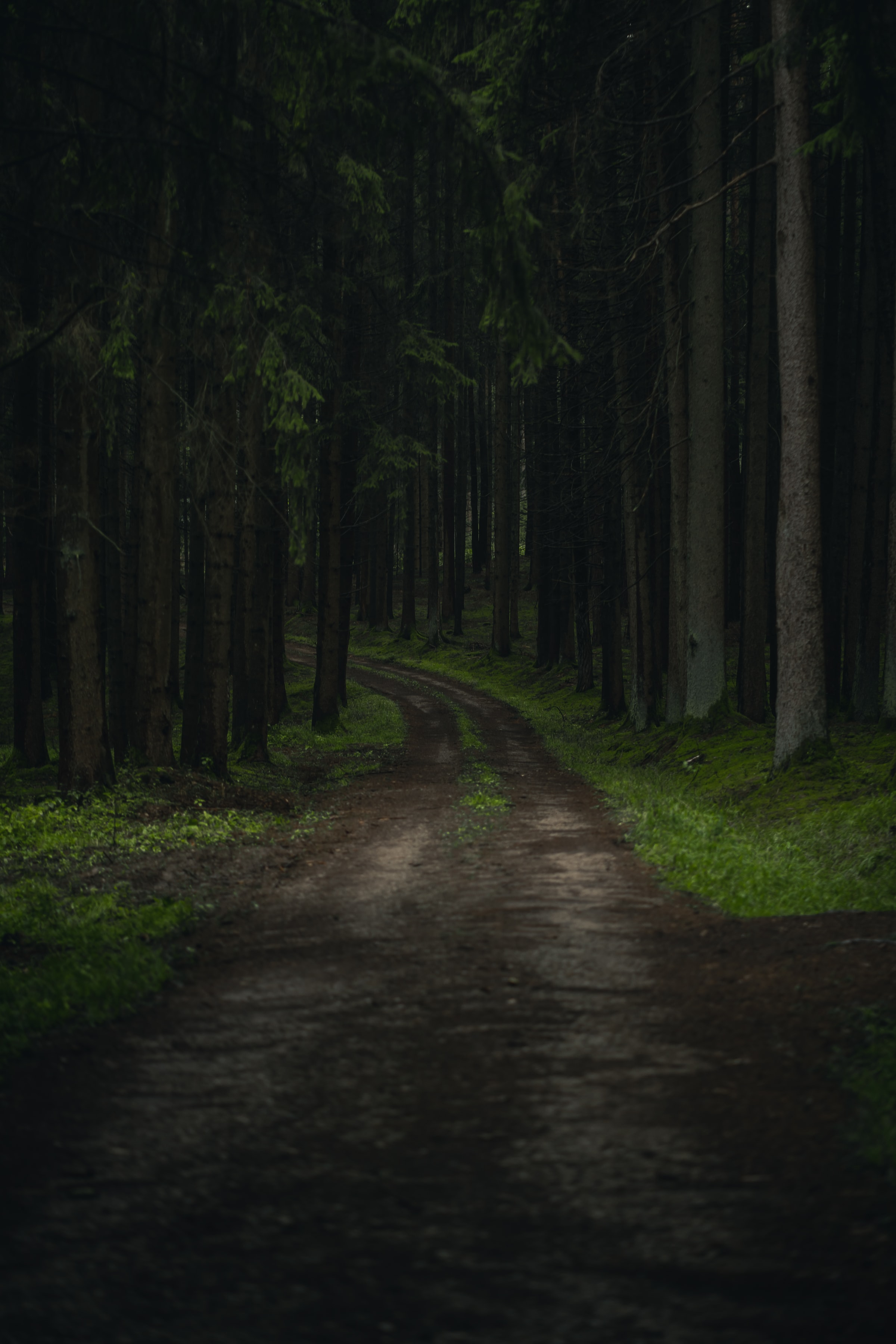 Free download wallpaper Nature, Trees, Grass, Forest, Branches, Path on your PC desktop