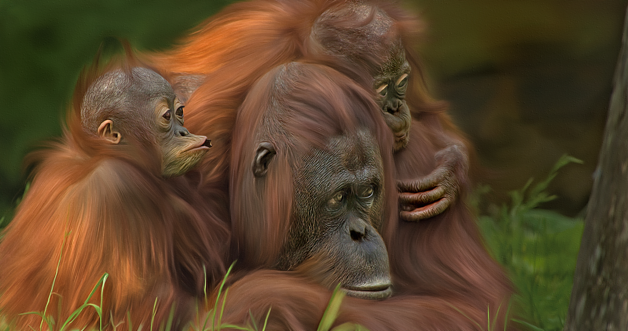 Free download wallpaper Money, Monkeys, Animal, Primate, Orangutan, Baby Animal on your PC desktop