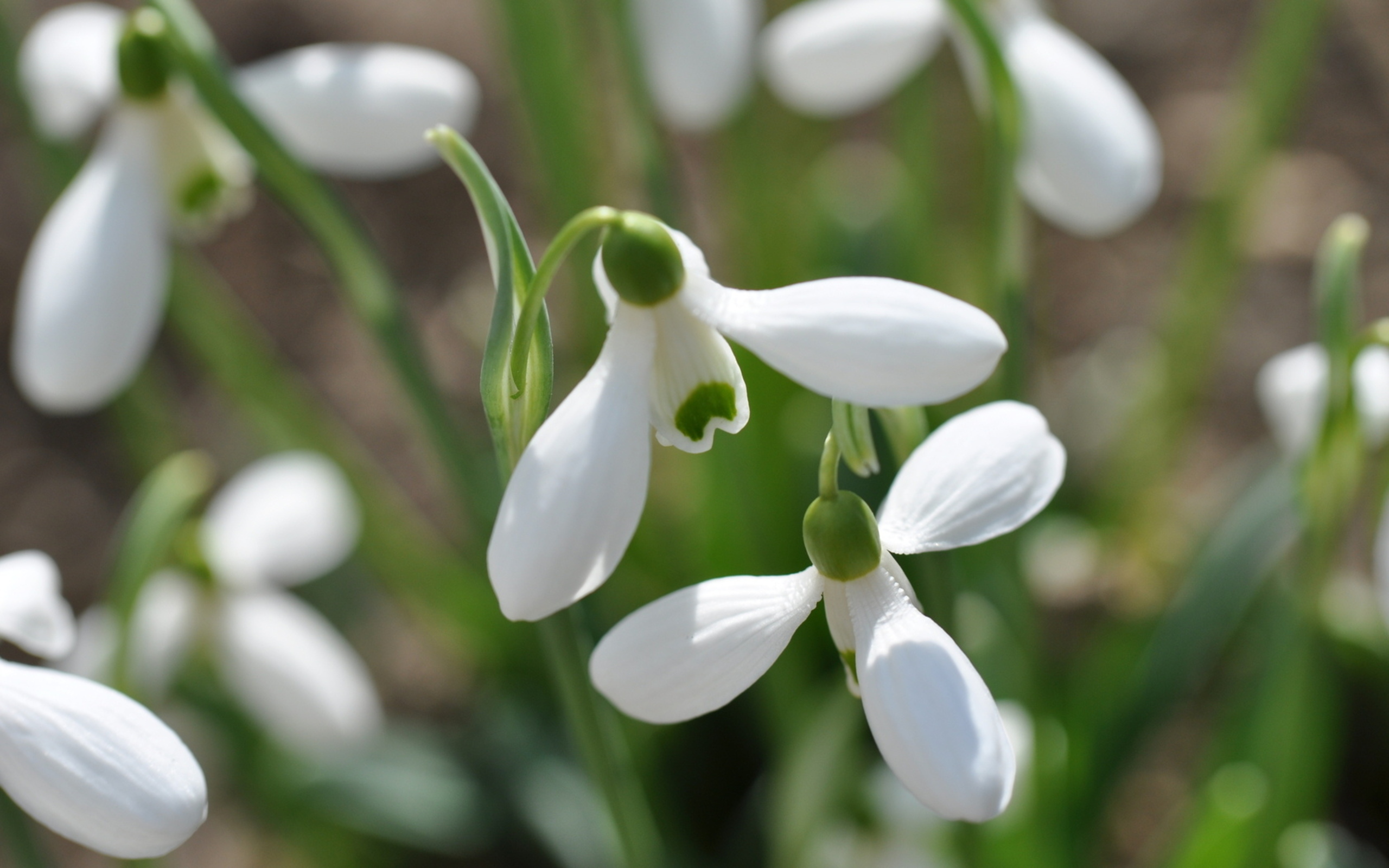 Download mobile wallpaper Snowdrop, Flowers, Flower, Earth for free.