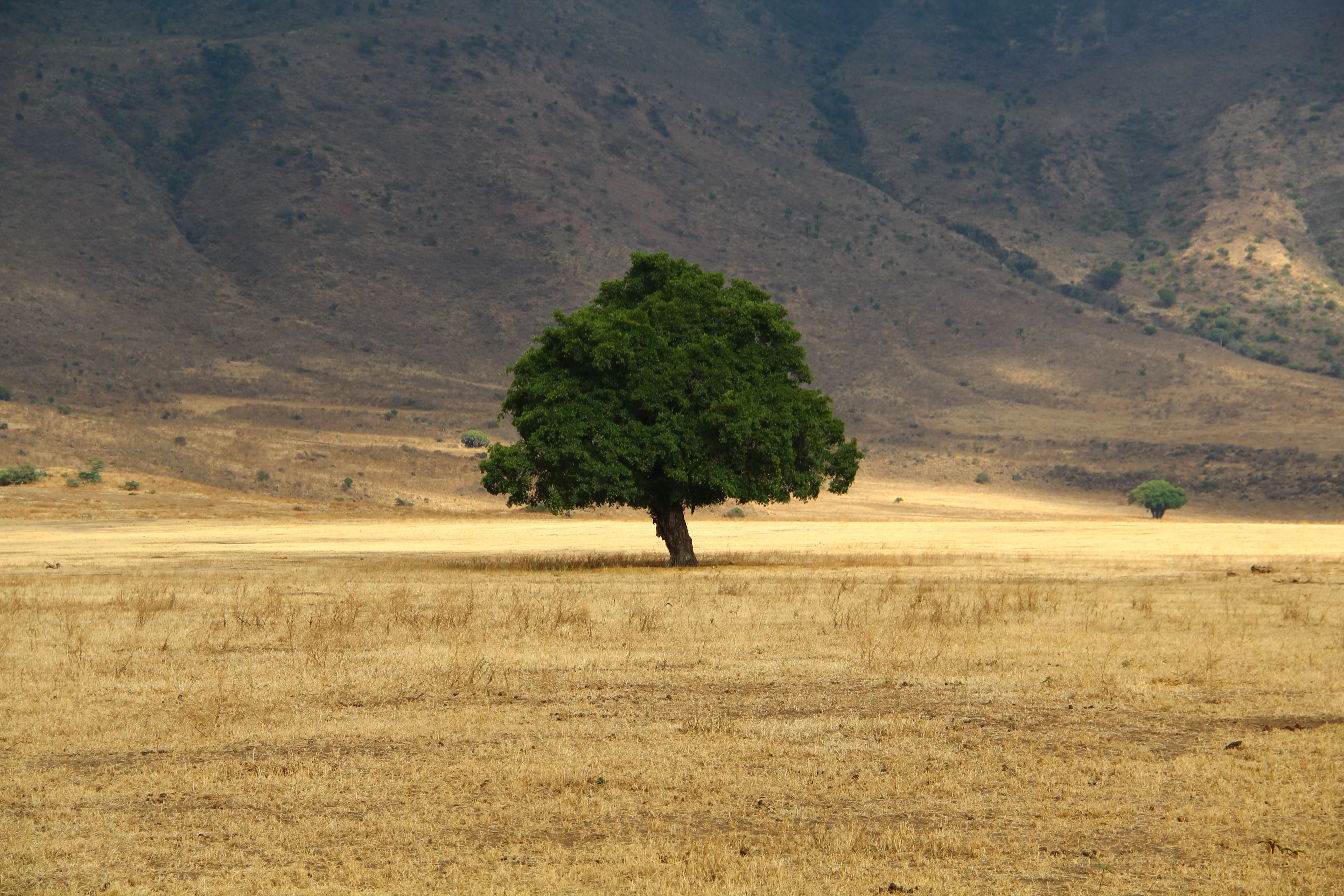 Handy-Wallpaper Natur, Holz, Baum, Grass, Feld kostenlos herunterladen.