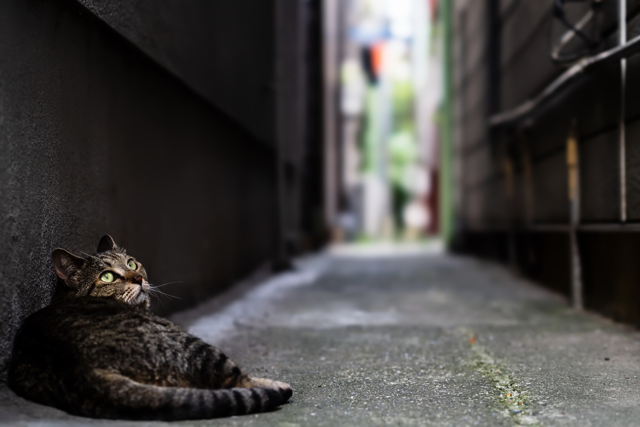 Baixe gratuitamente a imagem Animais, Gatos, Gato, Profundidade De Campo na área de trabalho do seu PC