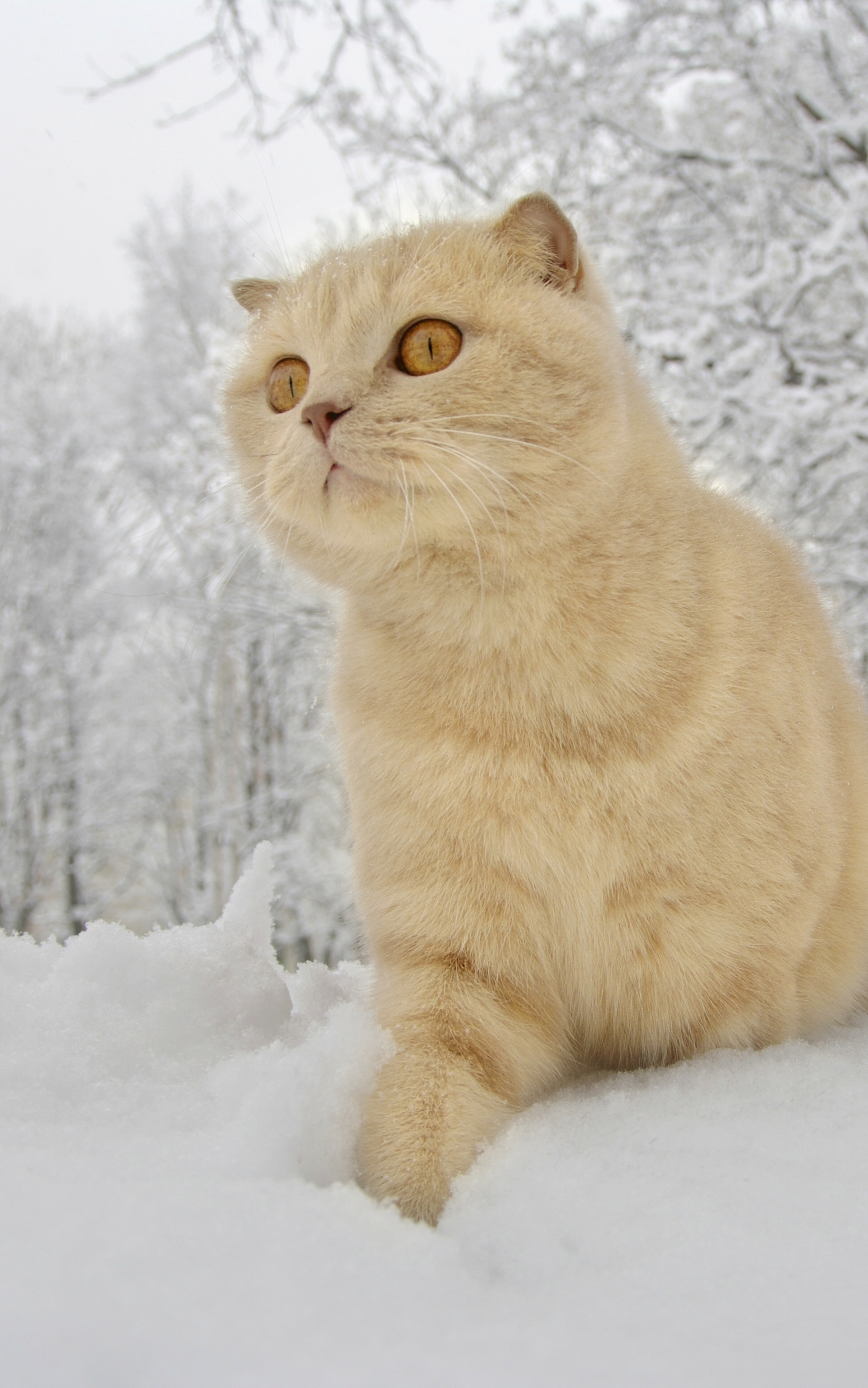 Download mobile wallpaper Winter, Cats, Cat, Animal for free.