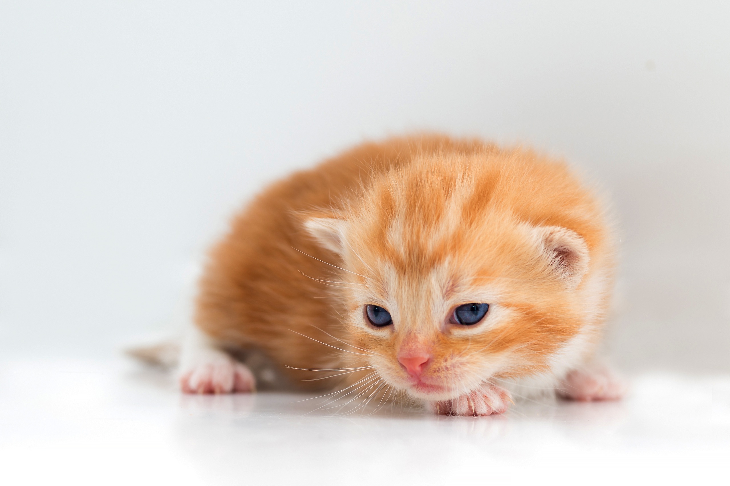 Téléchargez gratuitement l'image Animaux, Chats, Chat, Chaton sur le bureau de votre PC