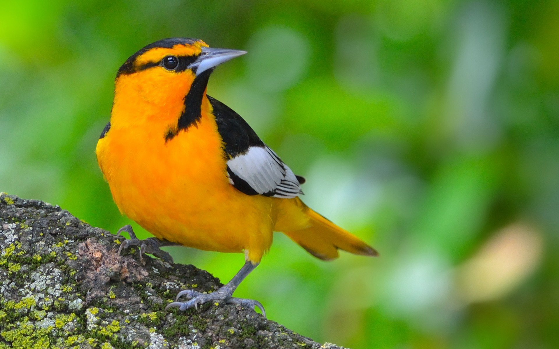 Téléchargez gratuitement l'image Animaux, Oiseau sur le bureau de votre PC