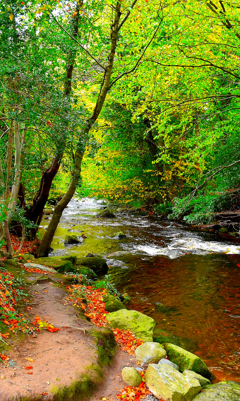 Скачать картинку Река, Осень, Лес, Дерево, Падать, Земля/природа в телефон бесплатно.