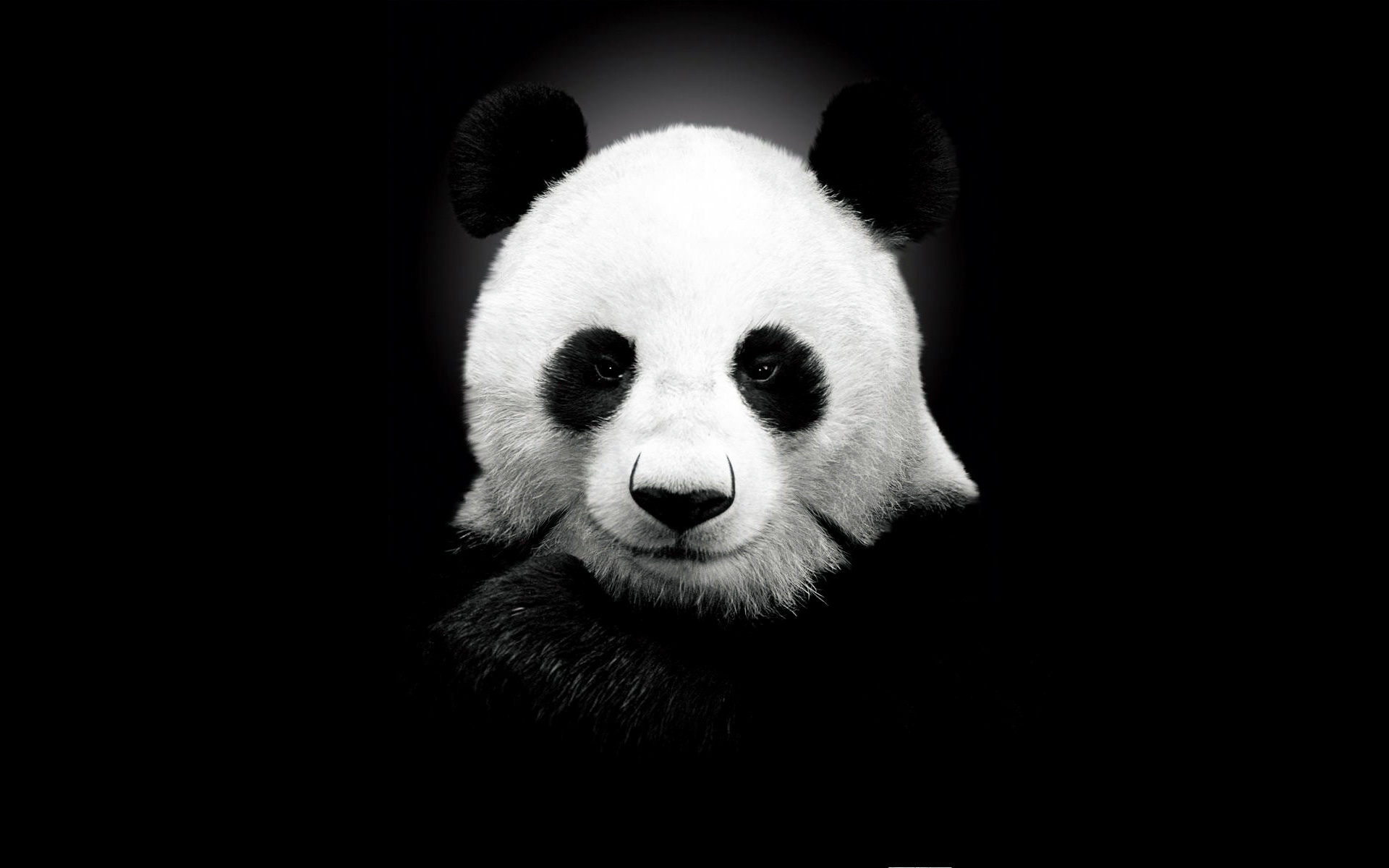 Descarga gratuita de fondo de pantalla para móvil de Animales, Oso, Panda.