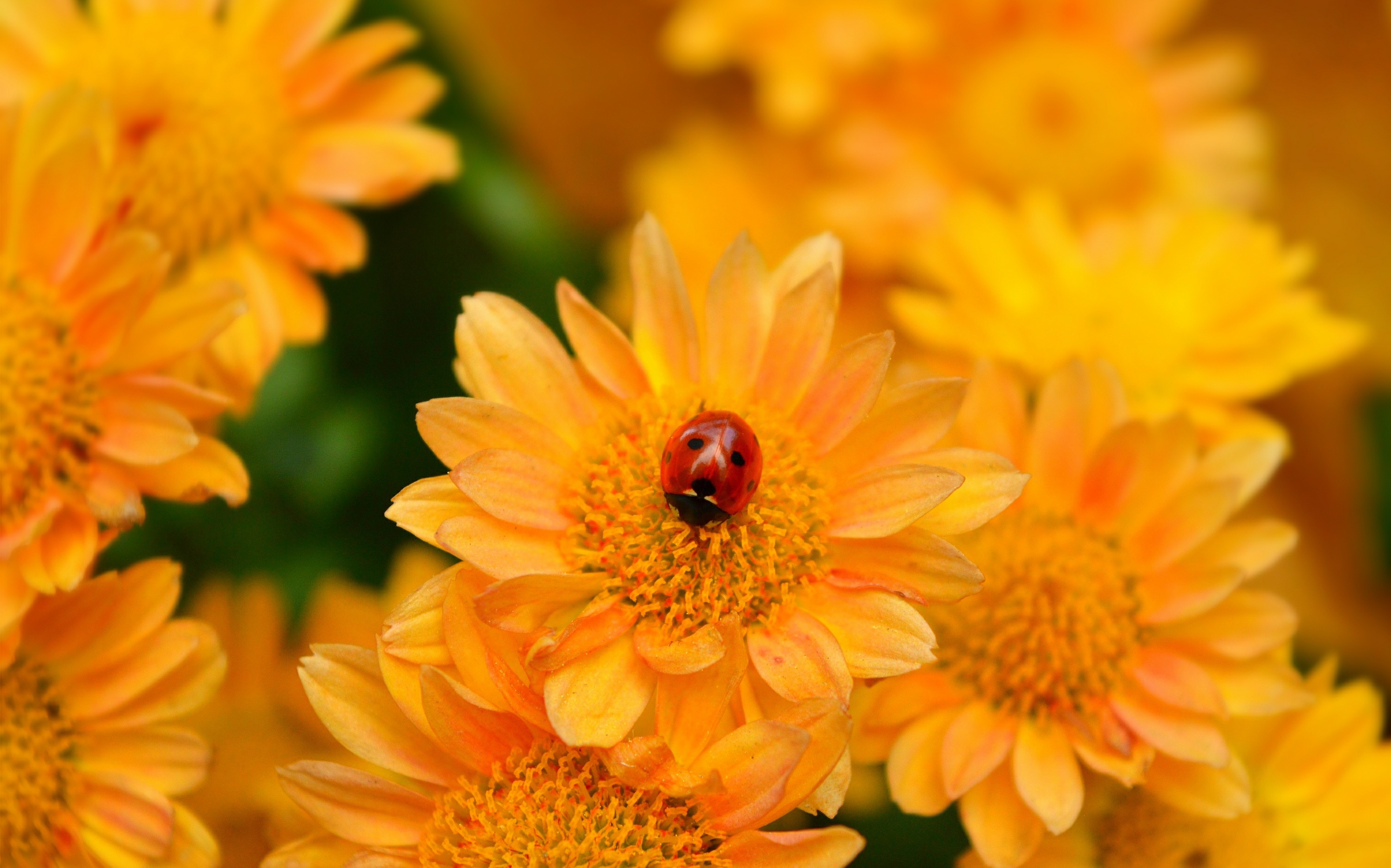 Laden Sie das Tiere, Marienkäfer, Blume, Makro, Insekt, Gelbe Blume-Bild kostenlos auf Ihren PC-Desktop herunter