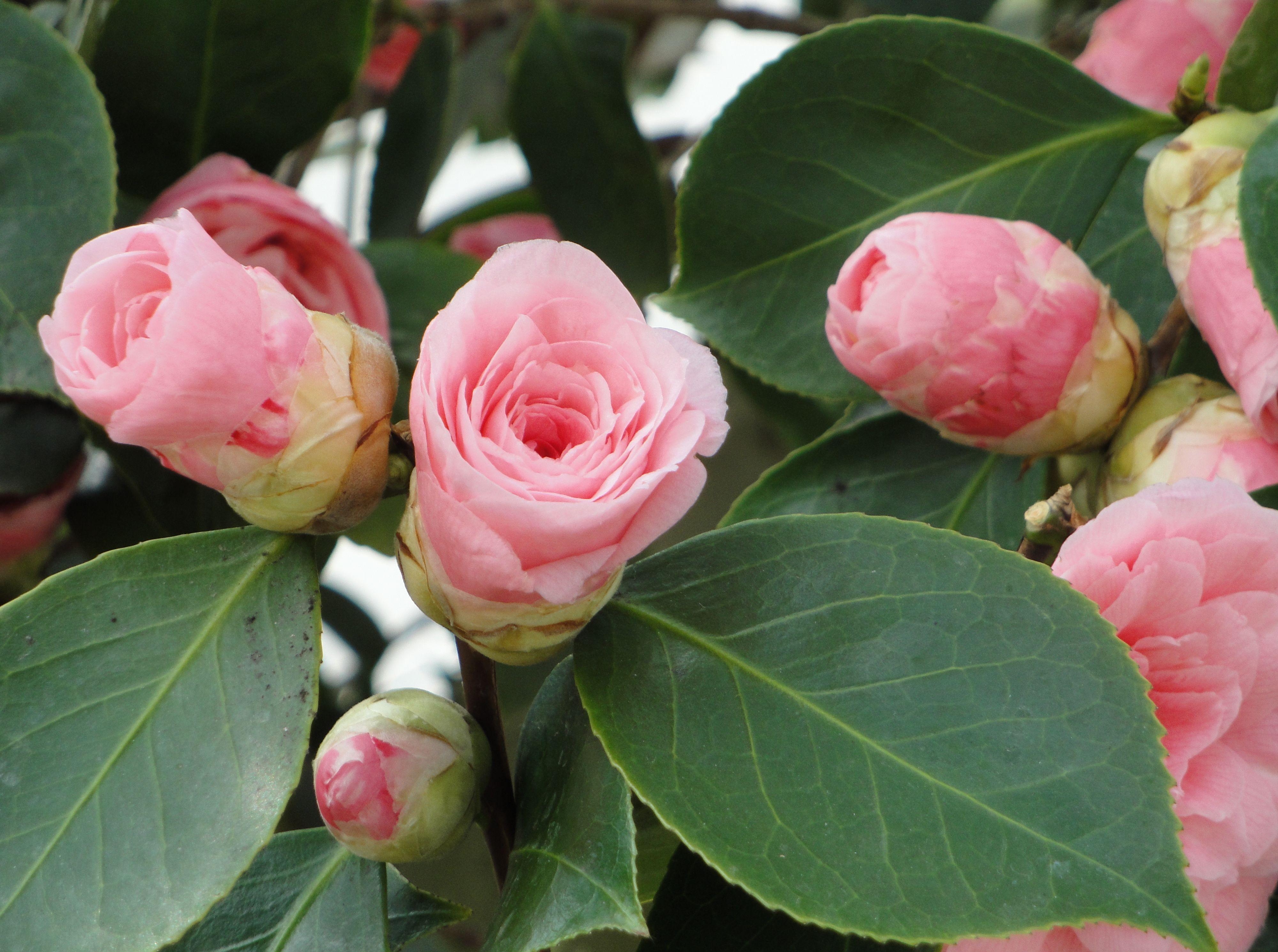 Download mobile wallpaper Camellia, Close Up, Buds, Flowers, Leaves for free.