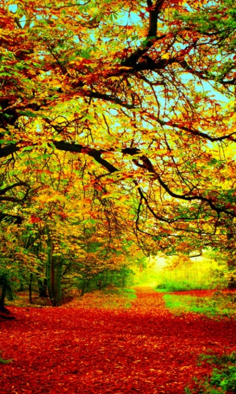 Download mobile wallpaper Forest, Fall, Earth for free.