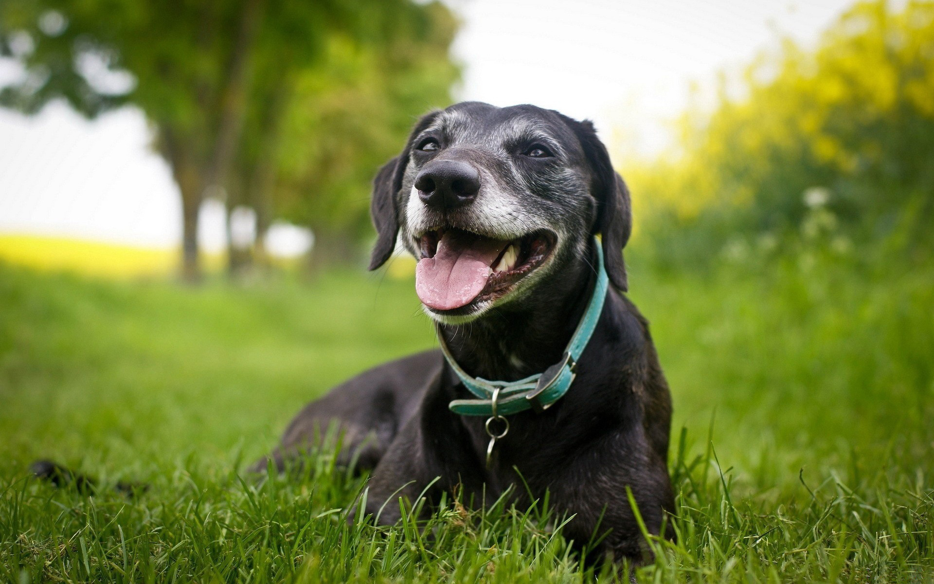 Handy-Wallpaper Tiere, Hunde, Hund kostenlos herunterladen.