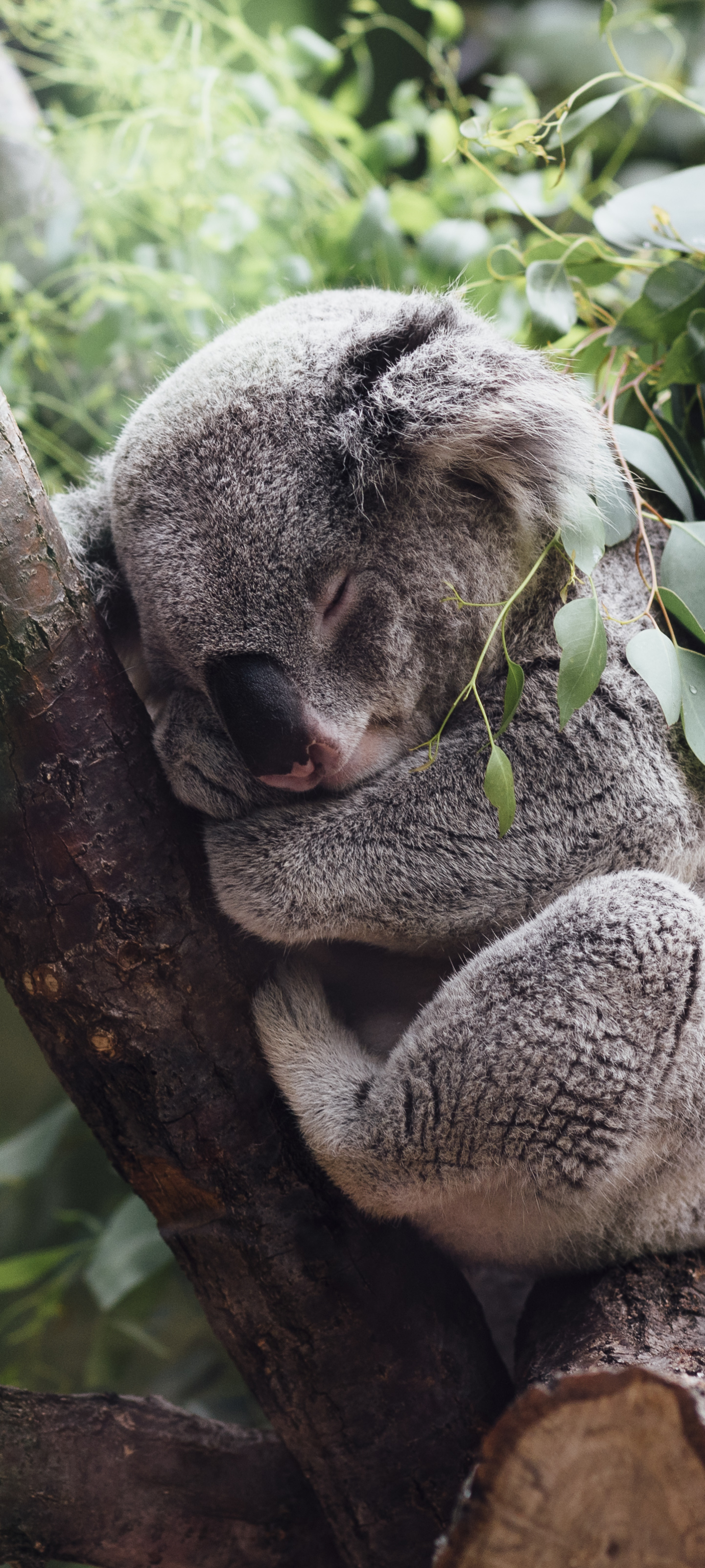 Handy-Wallpaper Tiere, Schlafen, Koala kostenlos herunterladen.