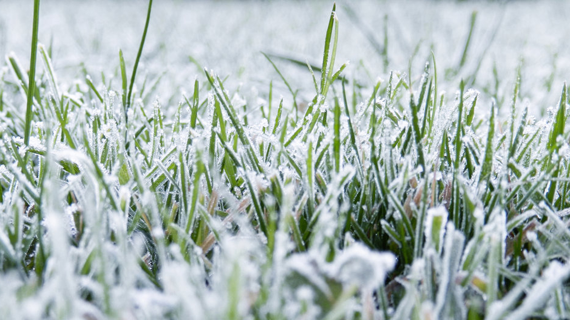Download mobile wallpaper Grass, Fall, Earth, Frost for free.