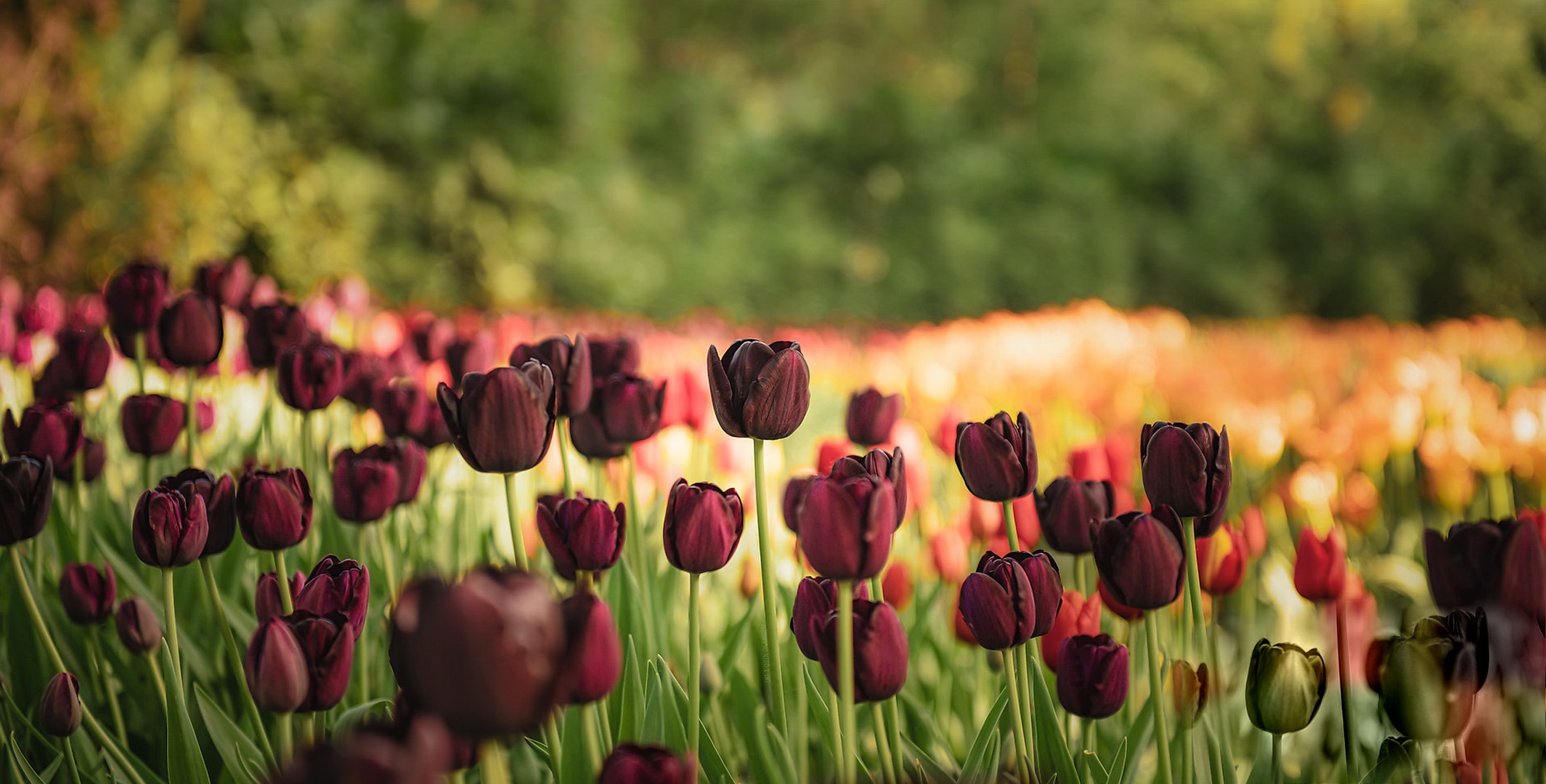 Download mobile wallpaper Nature, Flowers, Earth, Tulip, Red Flower, Depth Of Field for free.