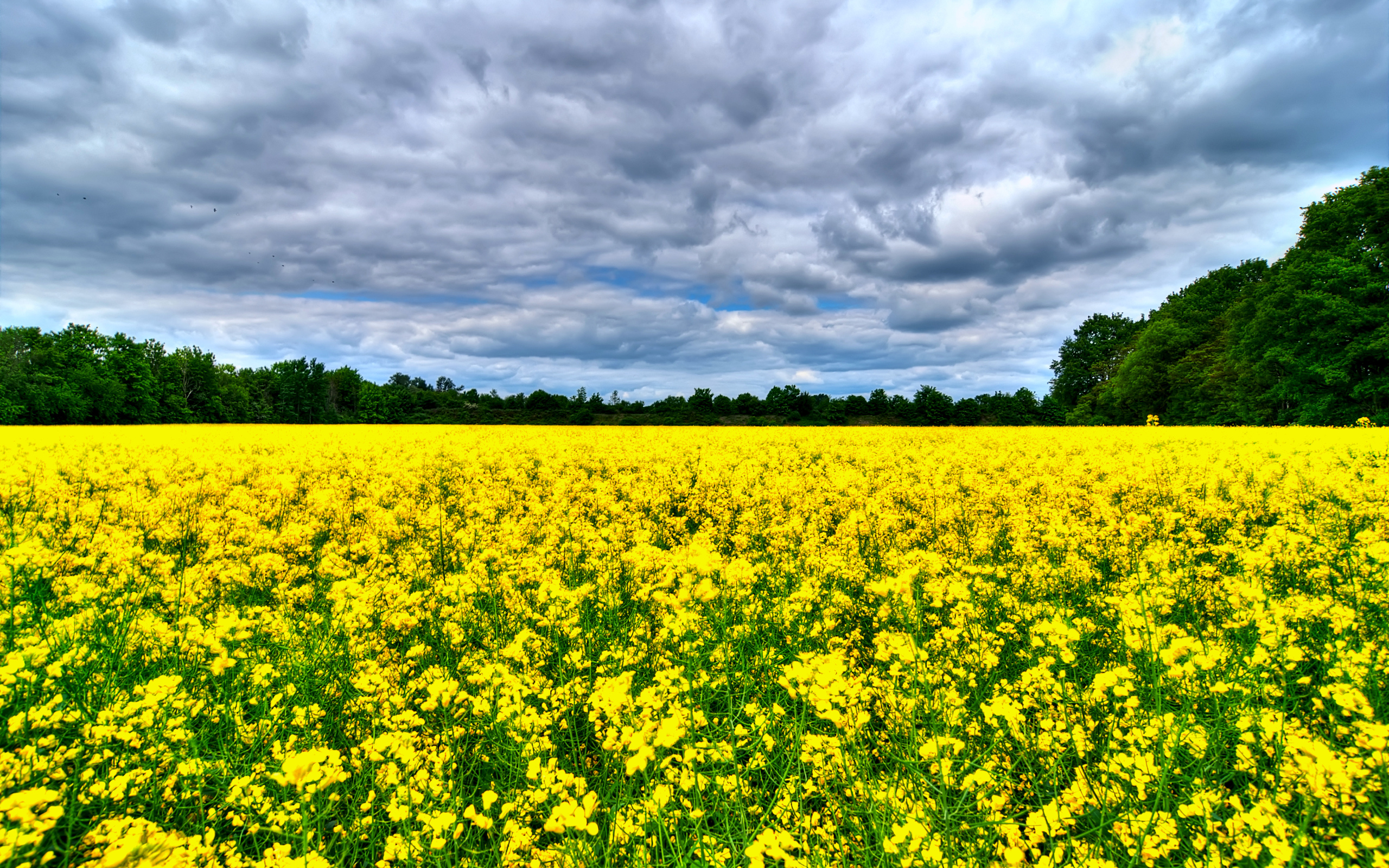 Handy-Wallpaper Blume, Erde/natur kostenlos herunterladen.