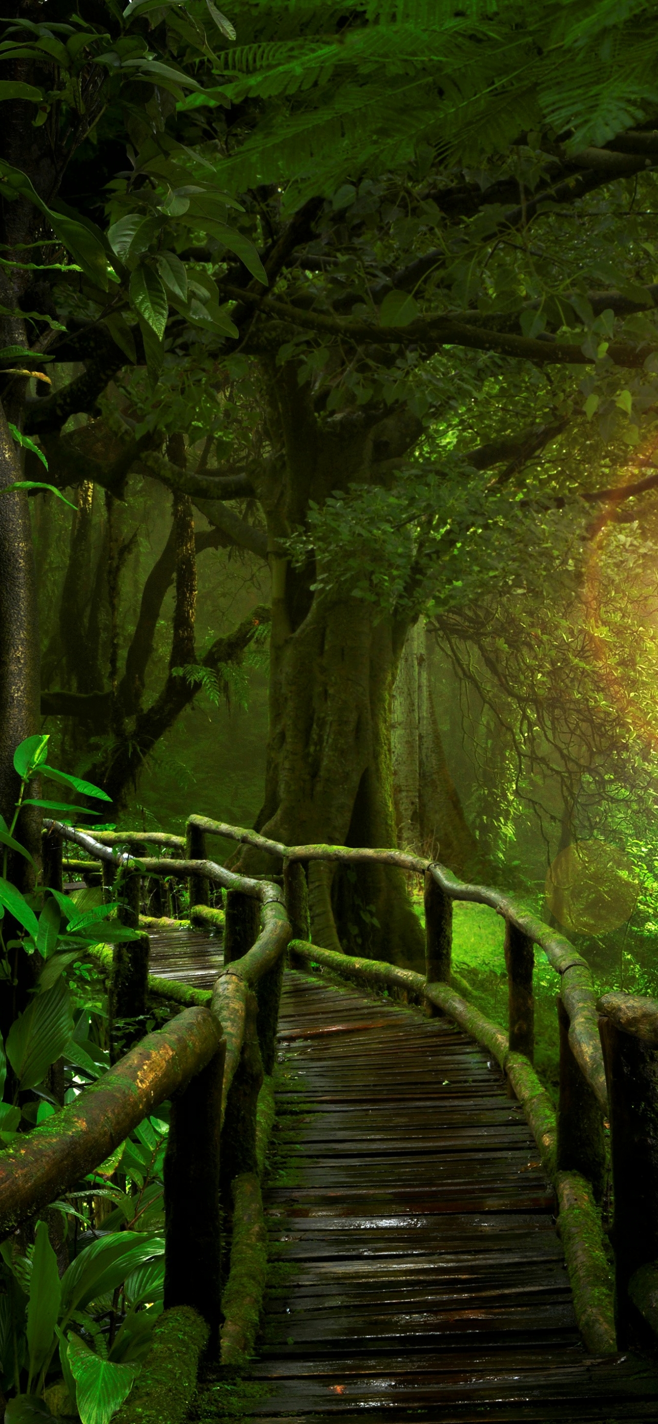 Скачати мобільні шпалери Джунглі, Набережна, Створено Людиною, Тропічний Ліс безкоштовно.