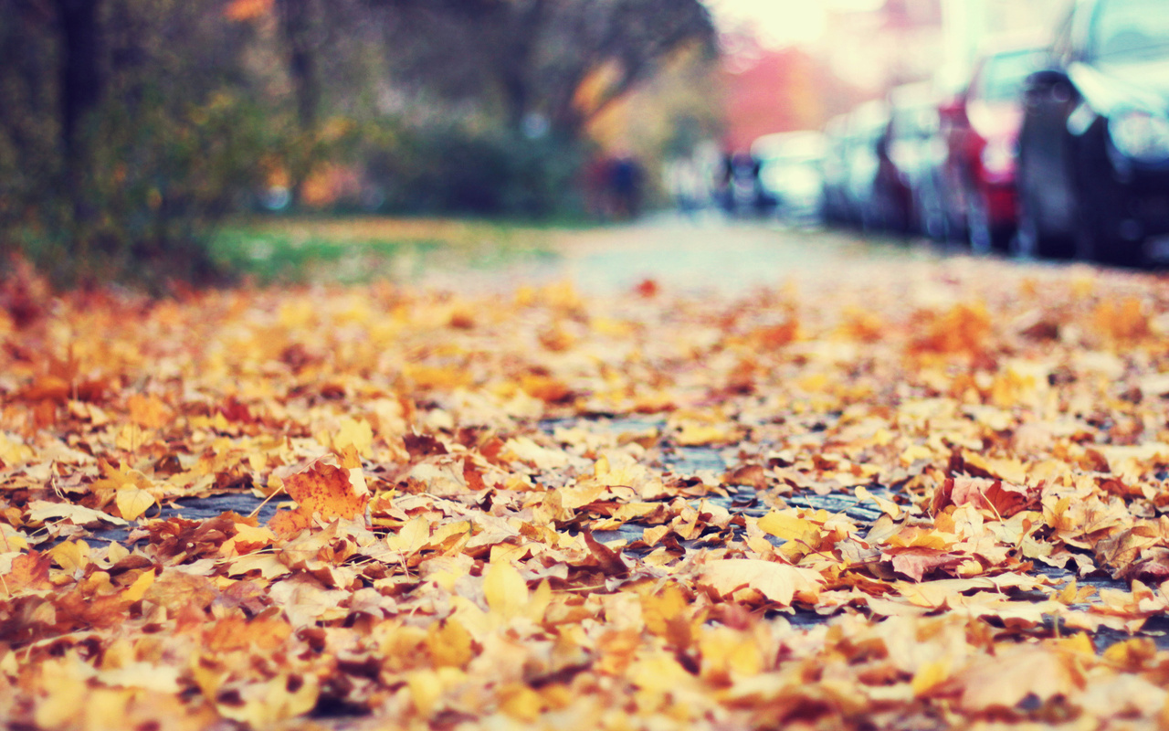 Скачать картинку Пейзаж, Листья, Осень в телефон бесплатно.